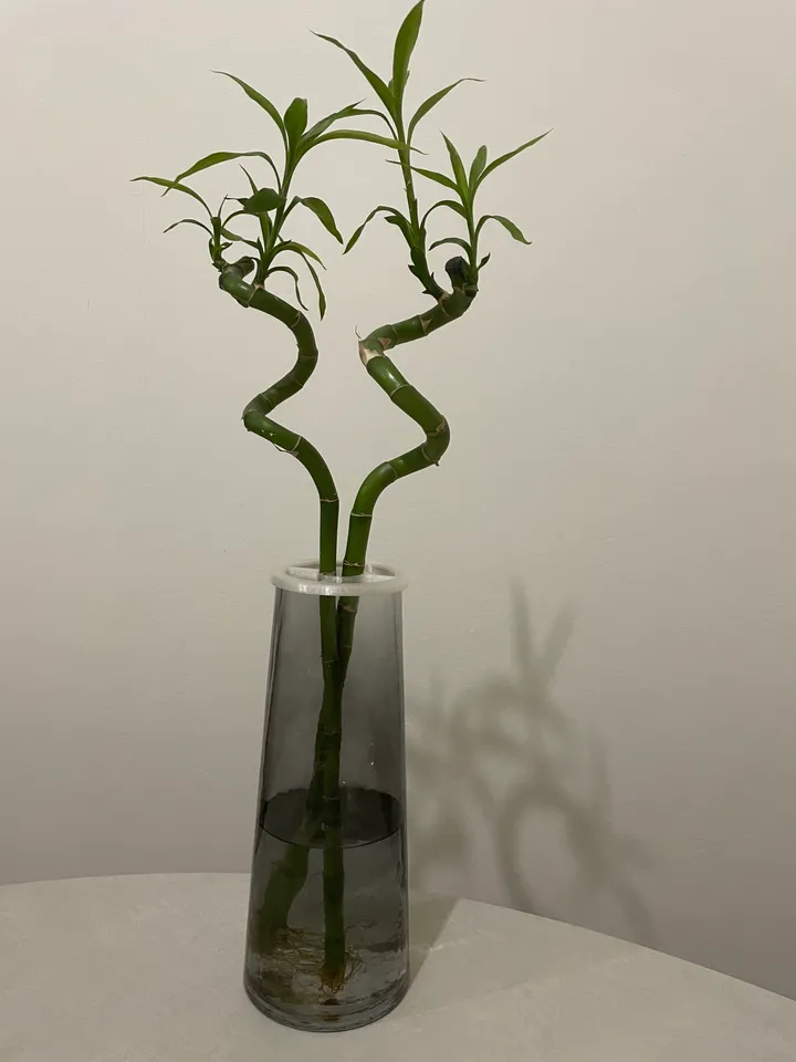 Lucky bamboo holder by Alessandro | Download free STL model | Printables.com
