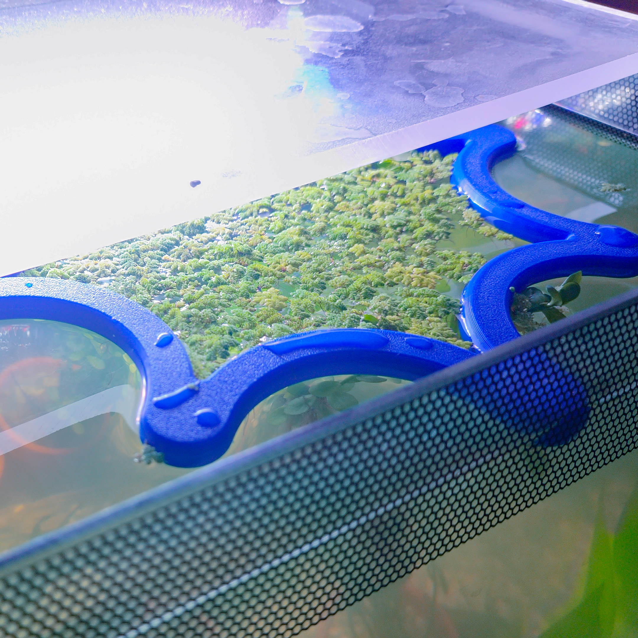 Fish Tank Duckweed Corral Ring