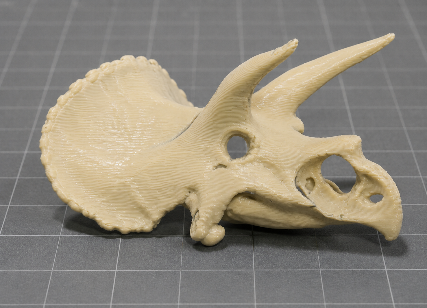 Triceratops Skull