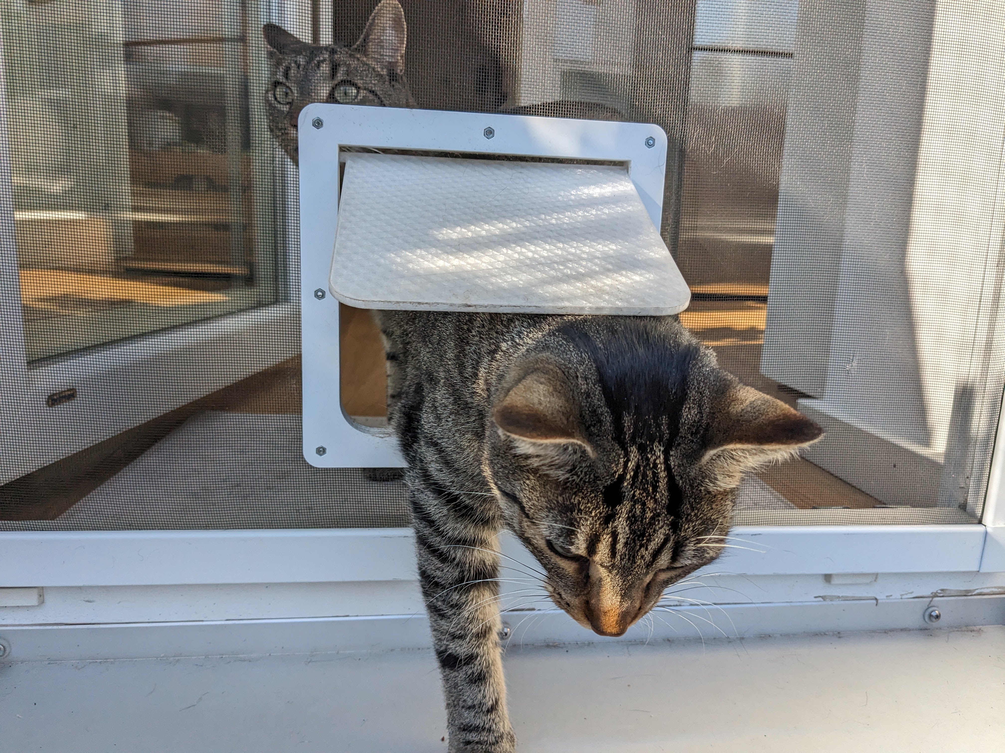 Cat door for mosquito nets