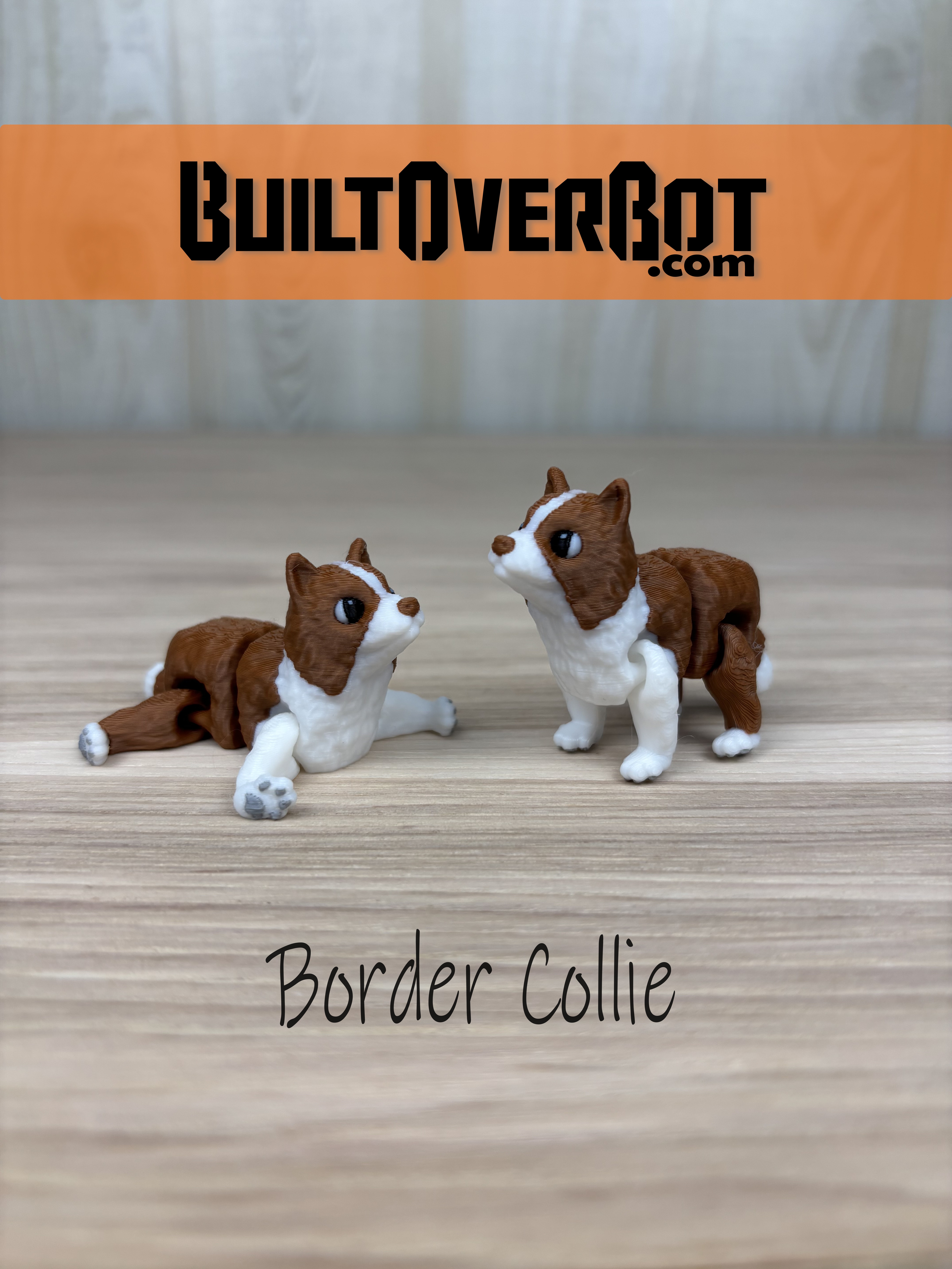 Border Collie - Smokey