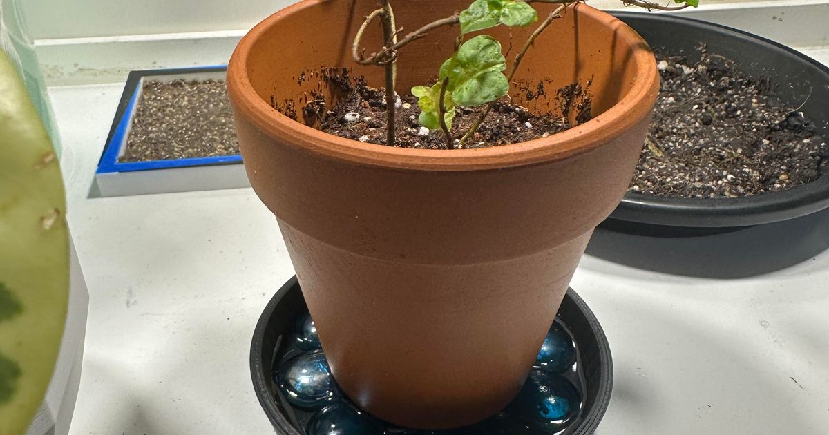 Plants on pebble tray for humidity