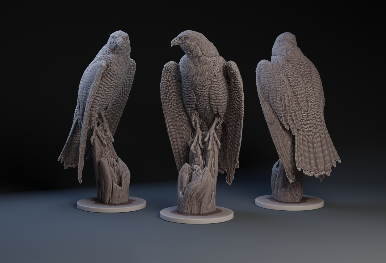 Peregrine Falcon