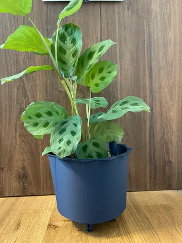 Selfwatering Planter - inner pot for Crystal Pot