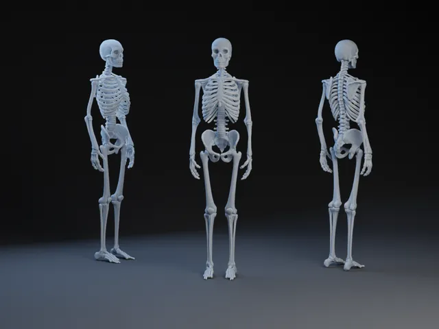 Skeleton