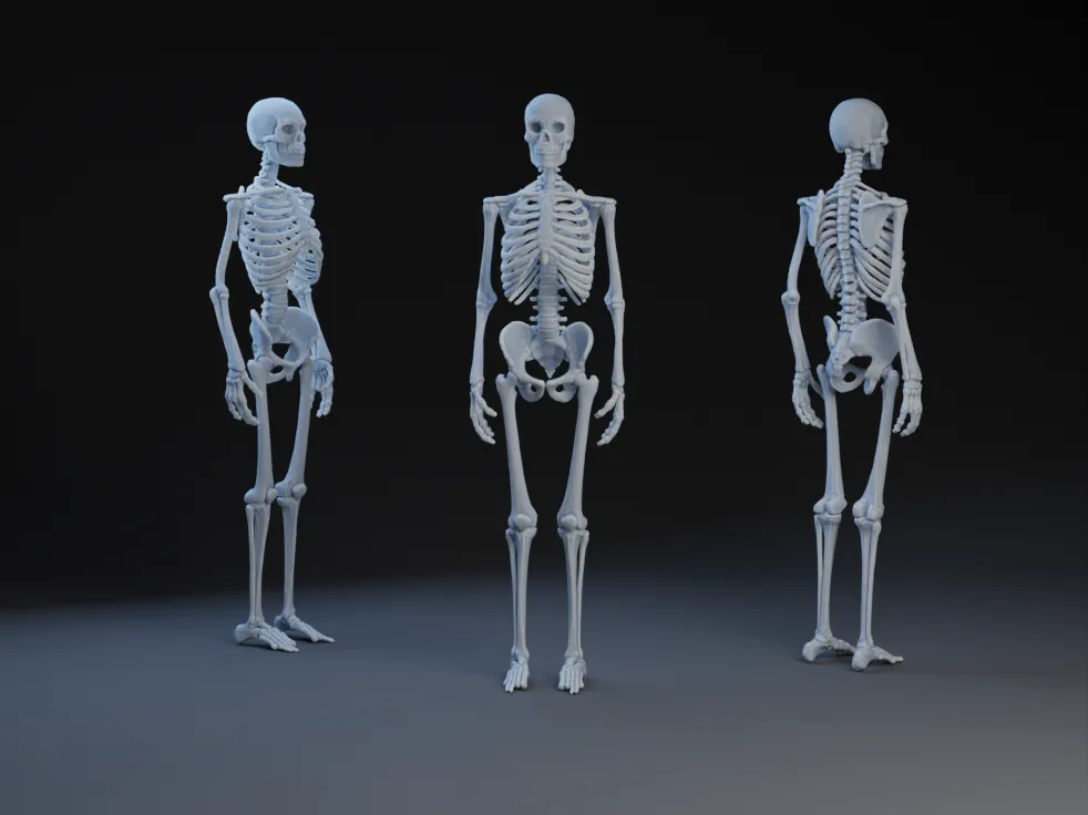 Skeleton by Peter Farell | Download free STL model | Printables.com for Skeleton Printable Pdf Free Download