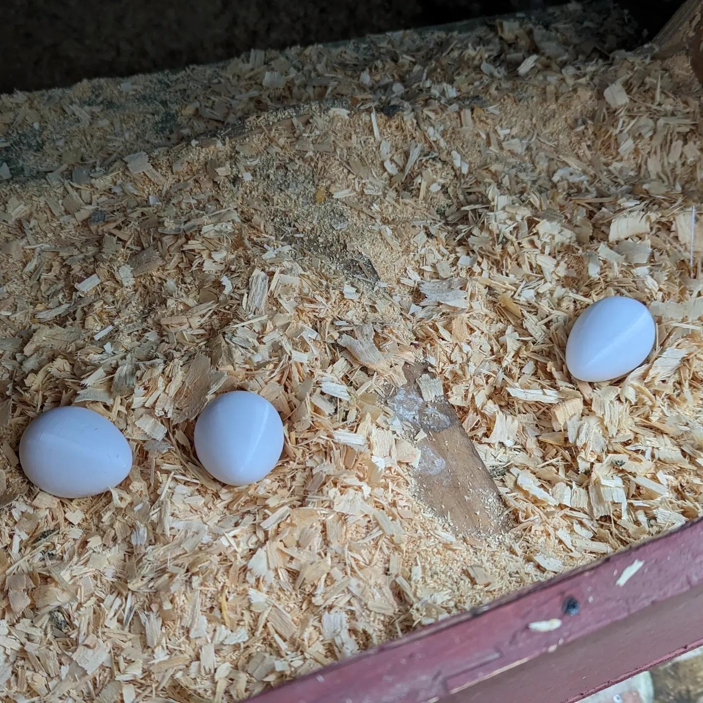 Chicken Egg