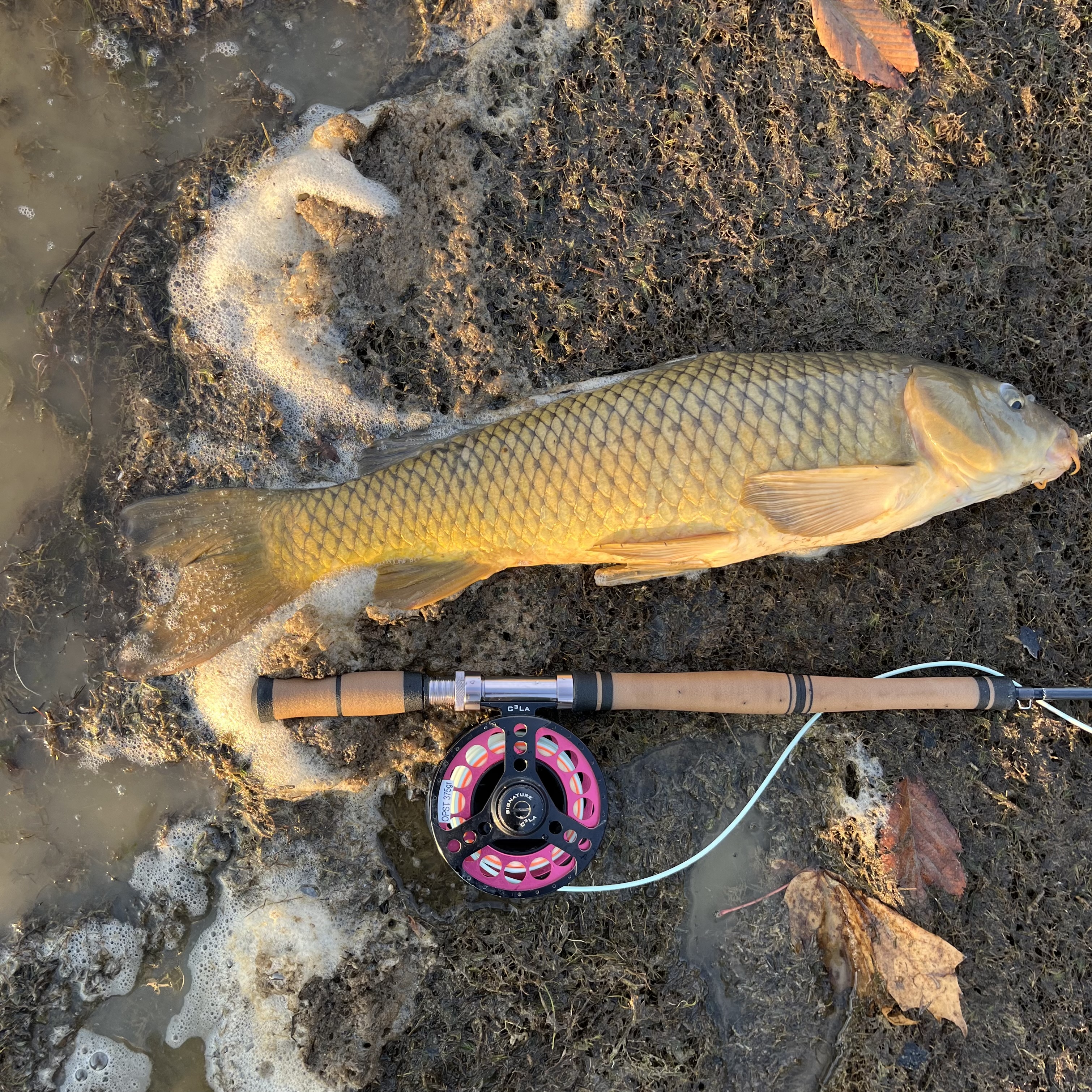Rear Grip for a 2 Handed Rod