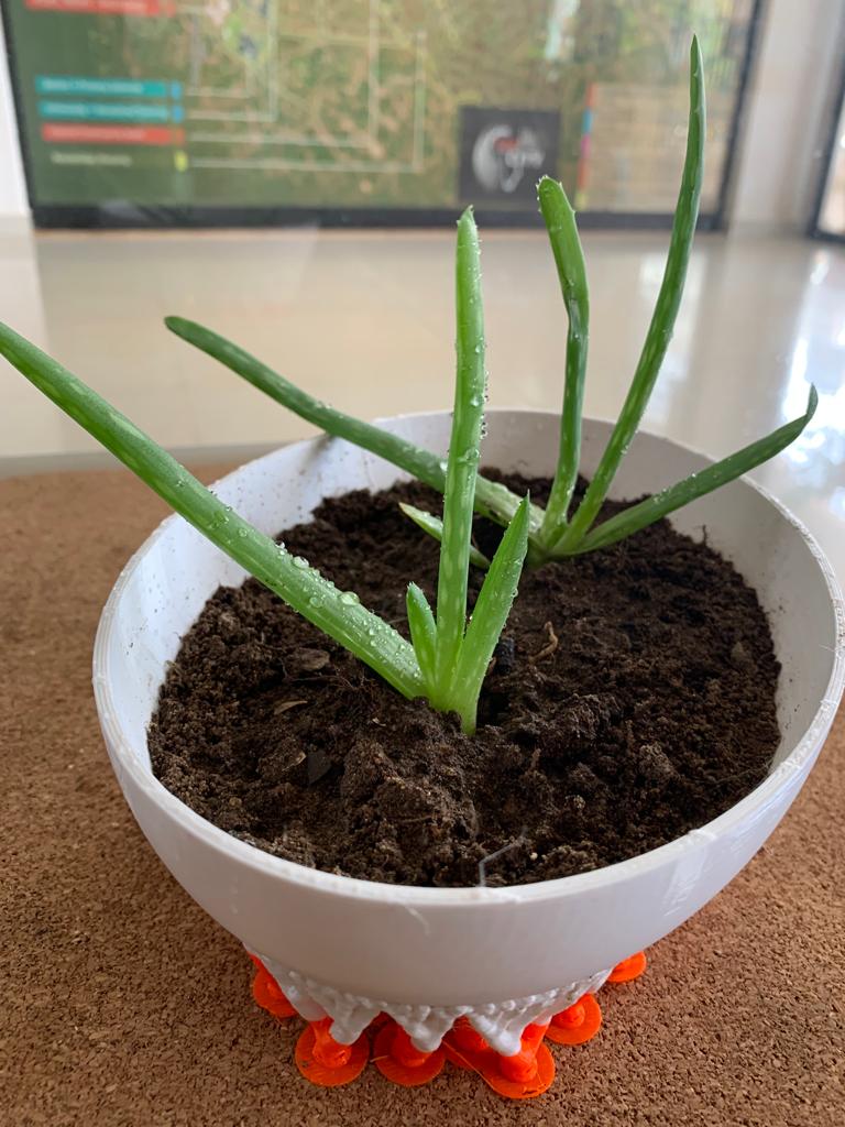 ALOE VERA FLOWER POT