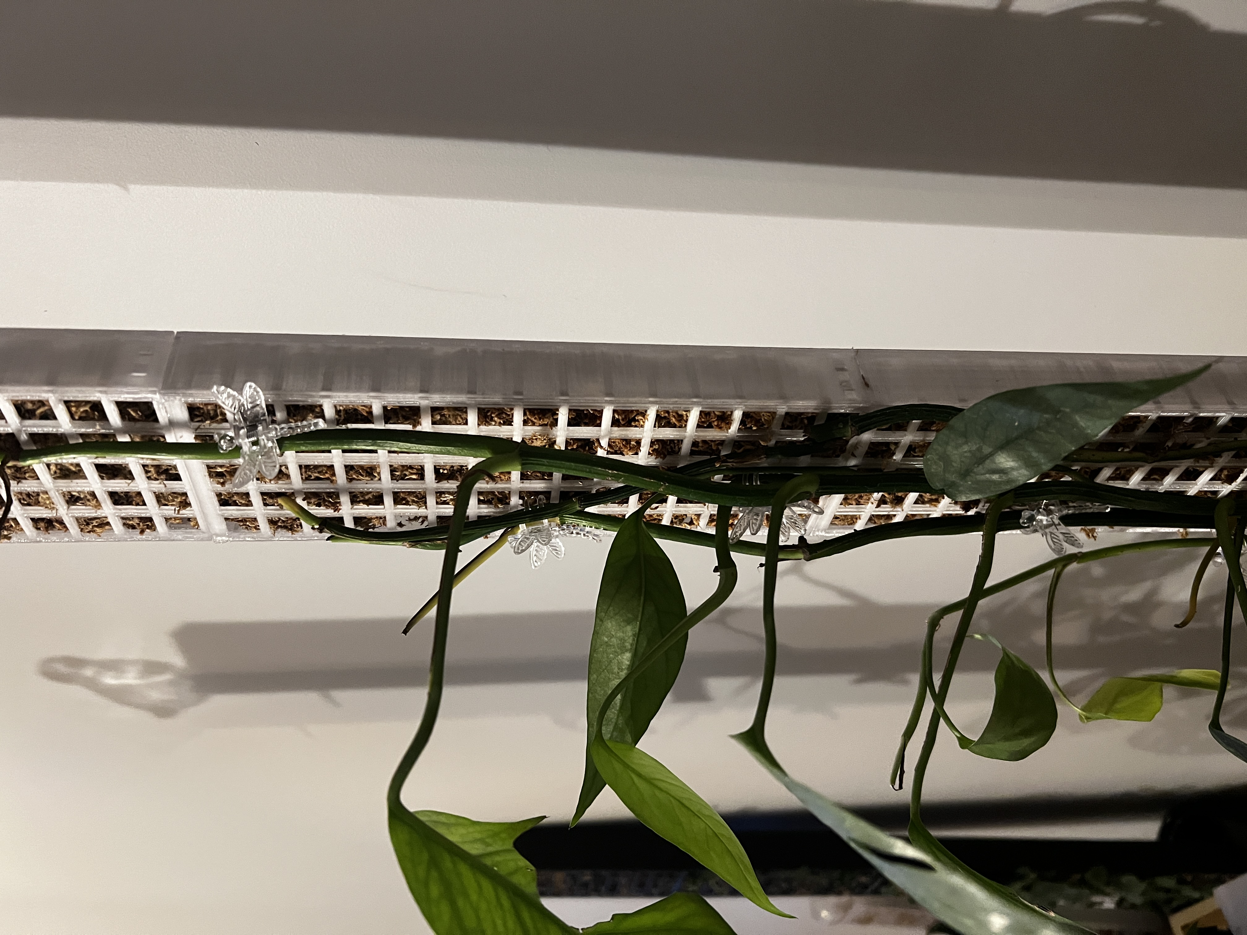 Frame for climbing plants