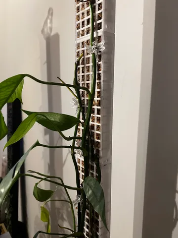 Frame for climbing plants