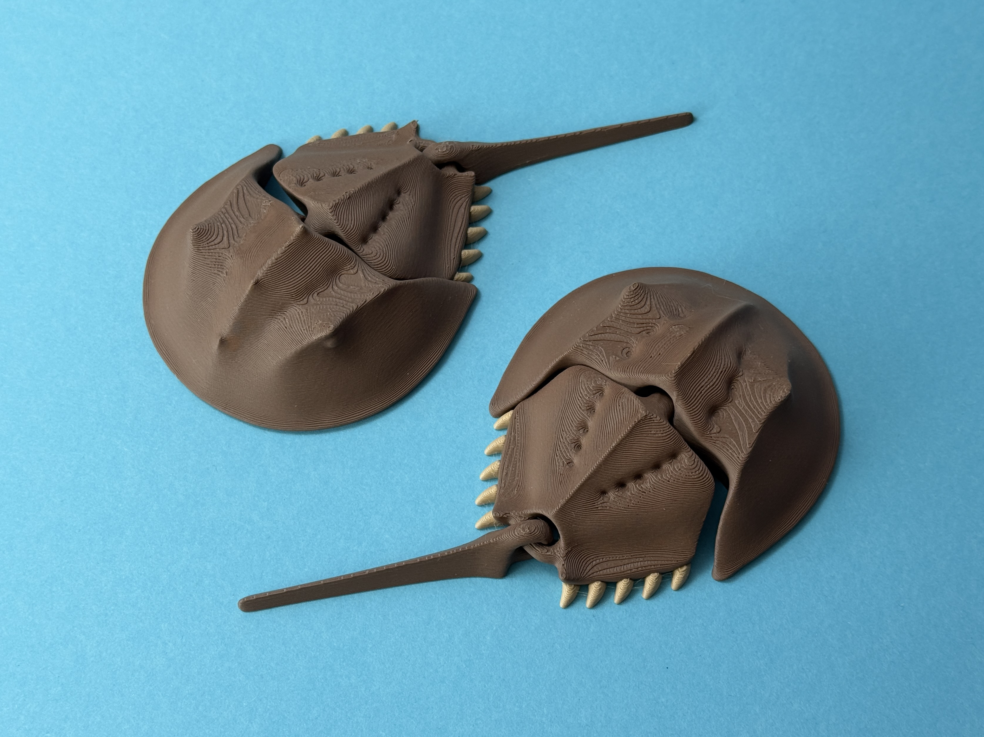 Articulated Horseshoe Crab