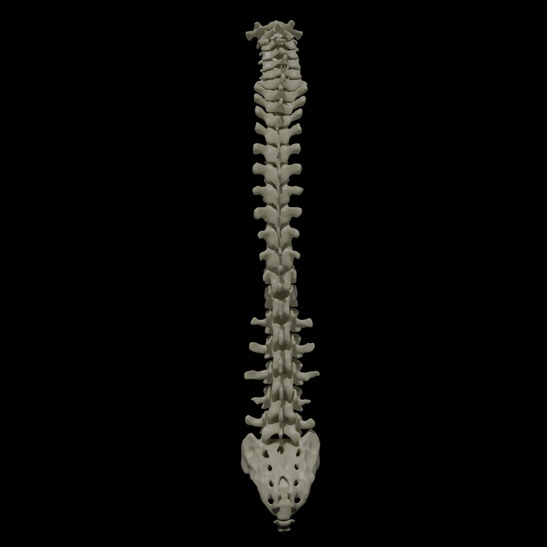 Miniatura 6 do modelo 3D Human Vertebral Column