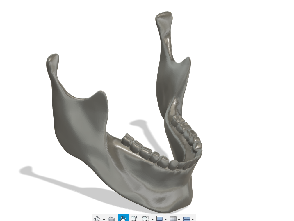 mandible anatomic-jaw