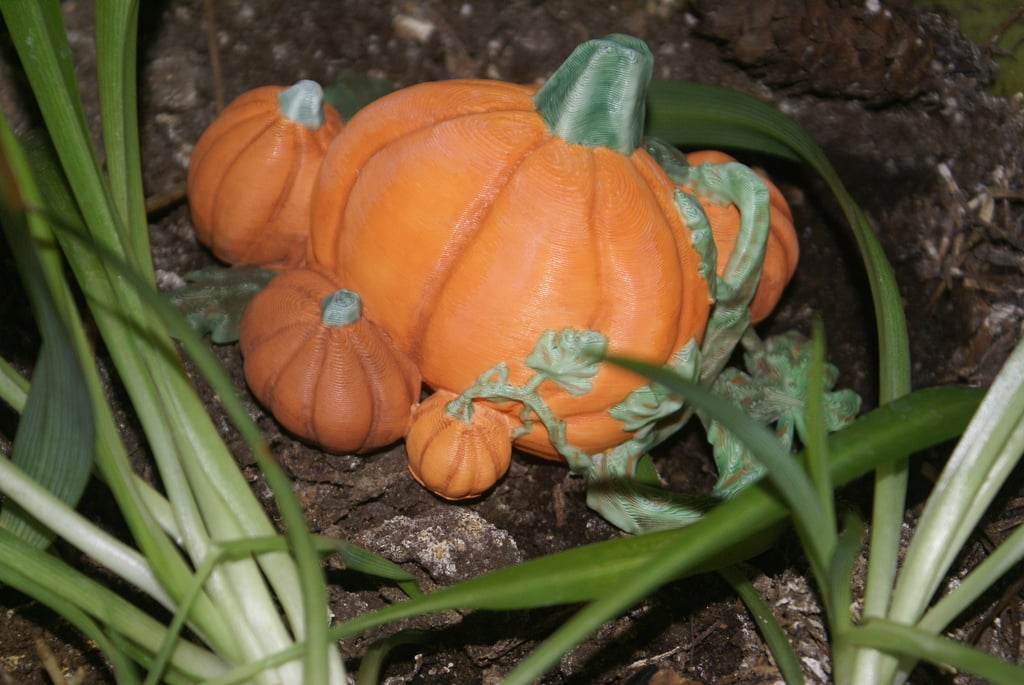 Pumpkin Patch