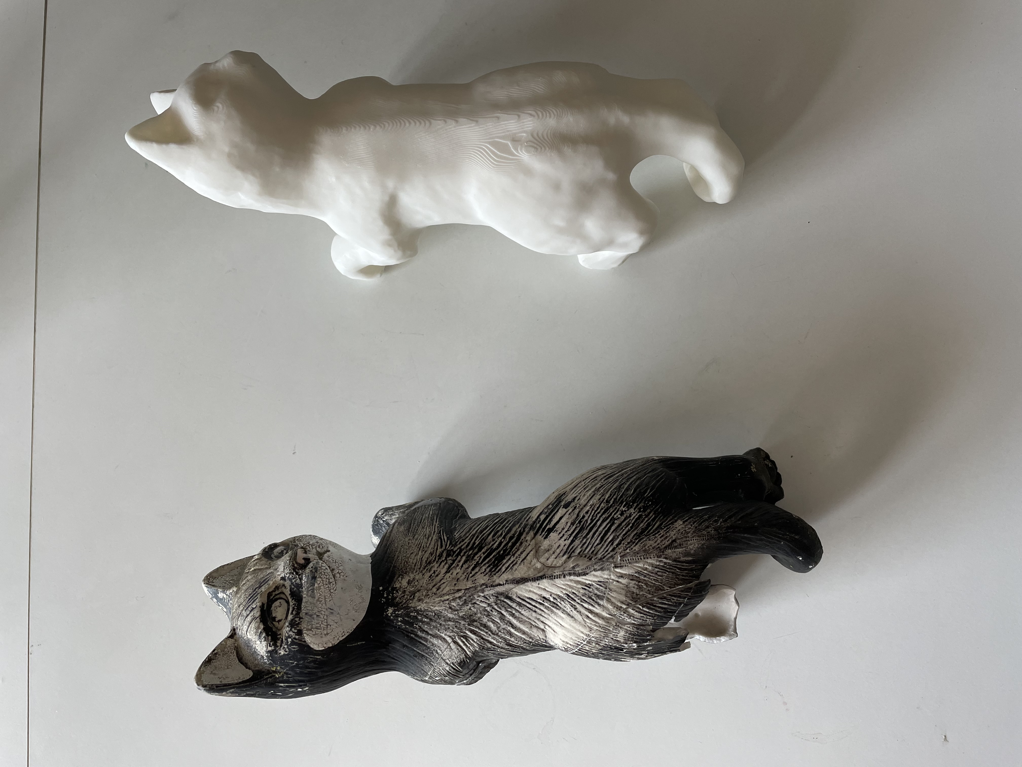 Hanging cat