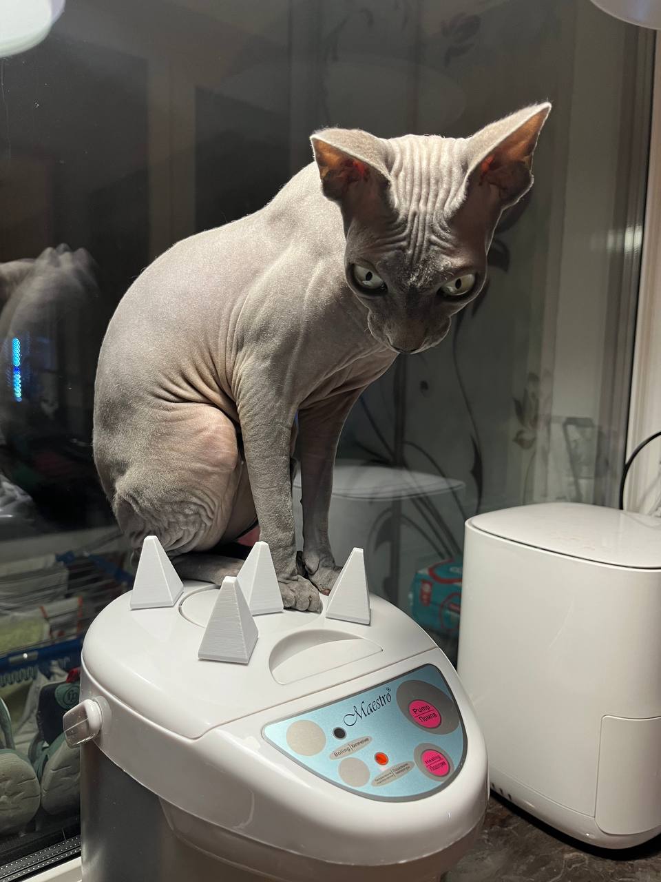 Anti sphynx cat spikes