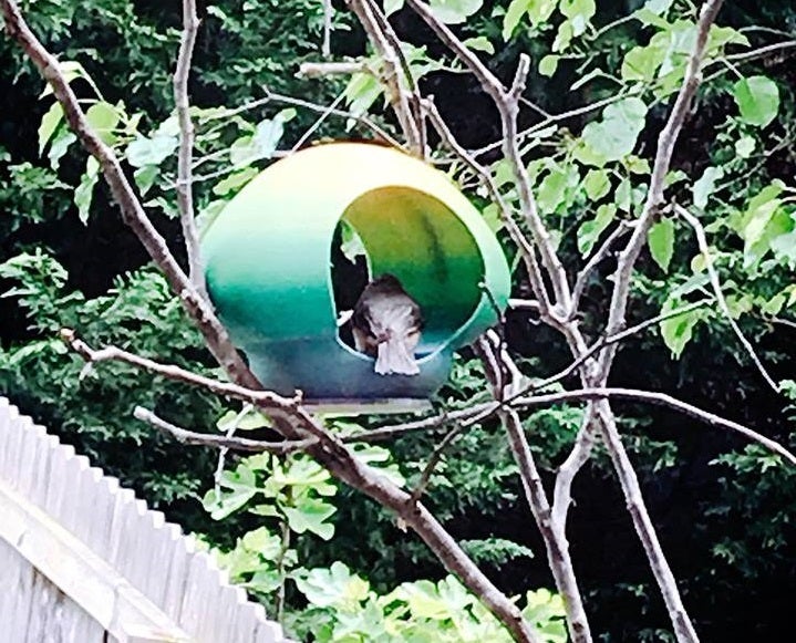 Miniatura 5 do modelo 3D Bird Feeder