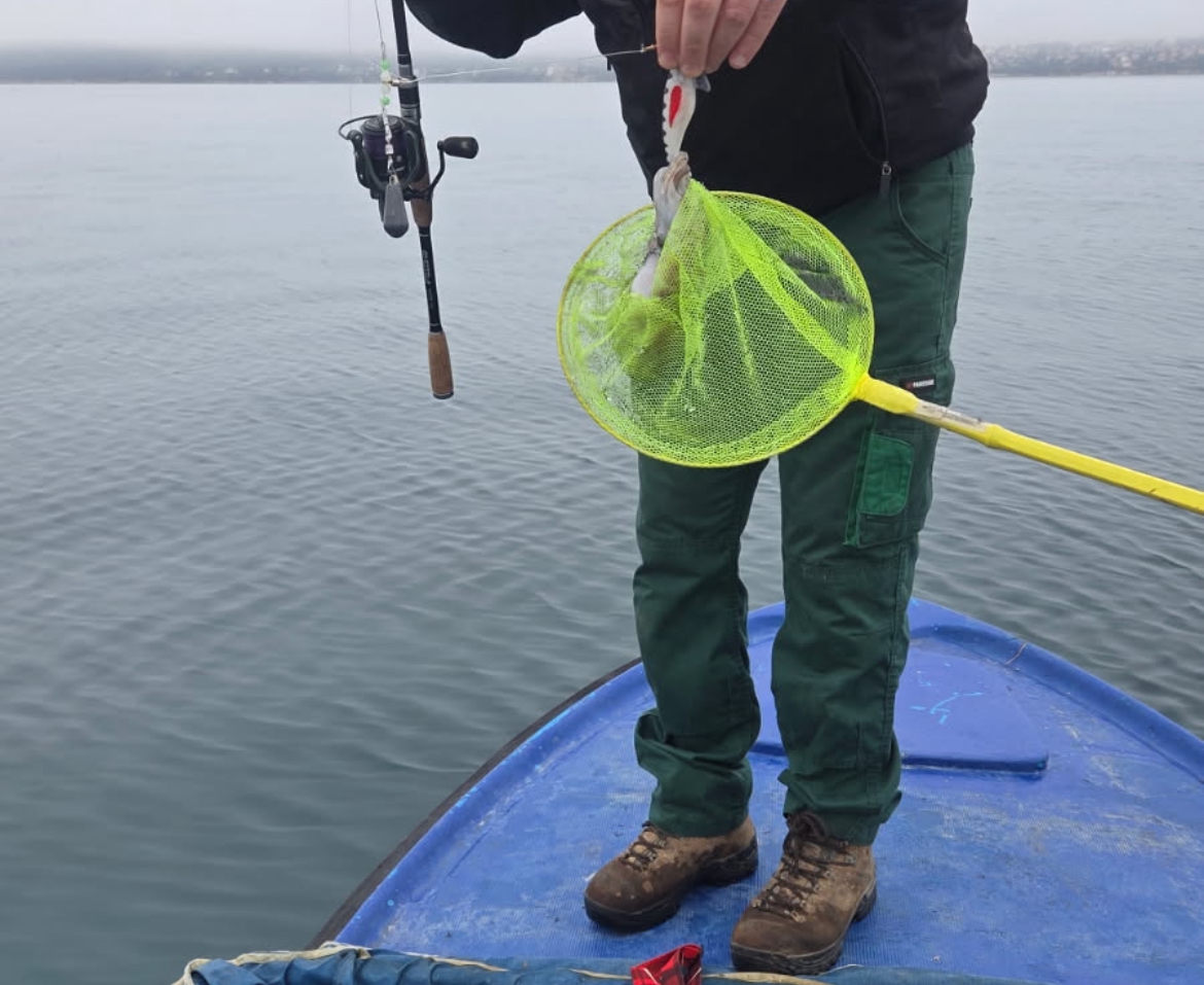 Squid and cuttlefish bait