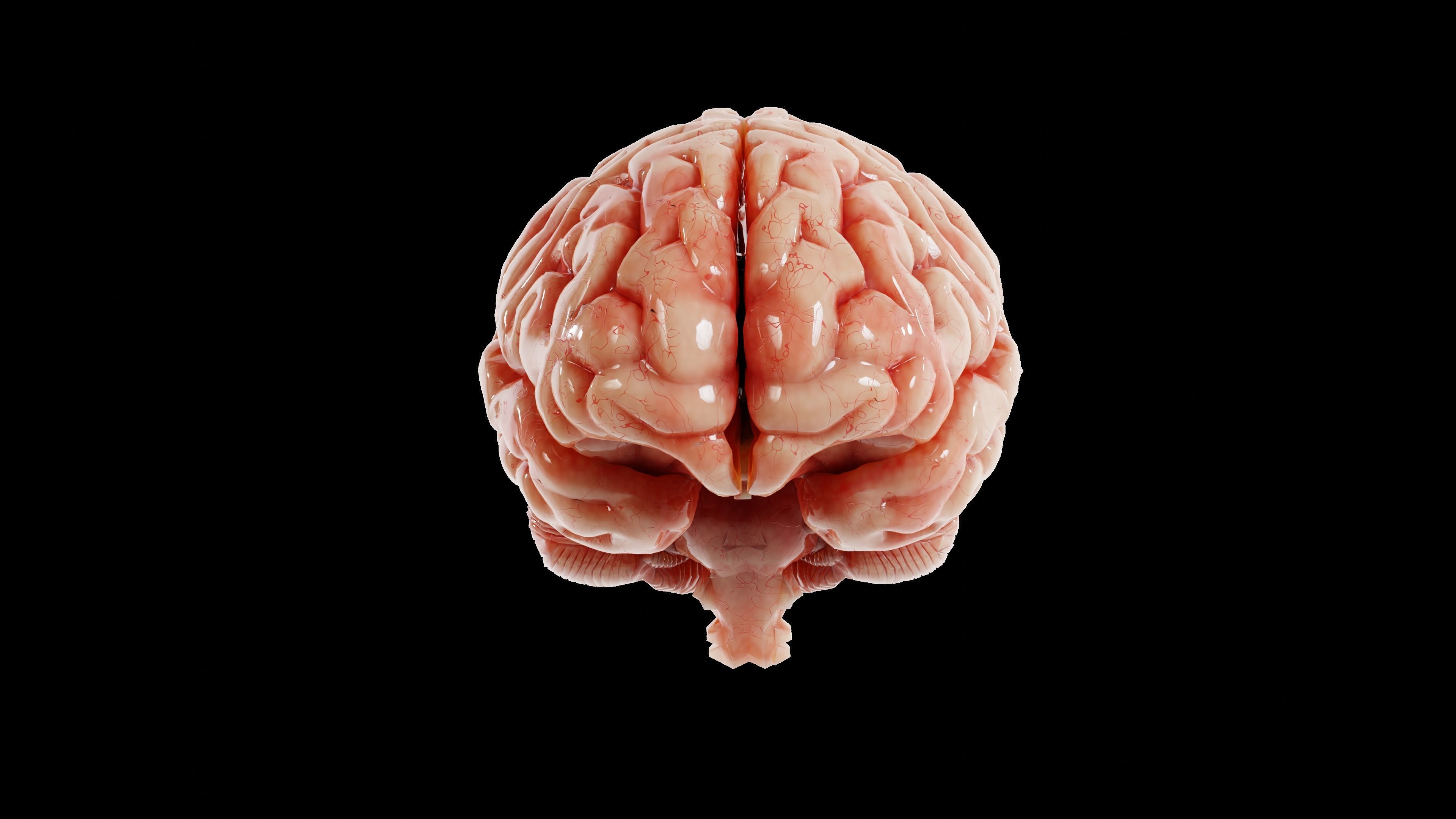 Miniatura 7 do modelo 3D Human Brain