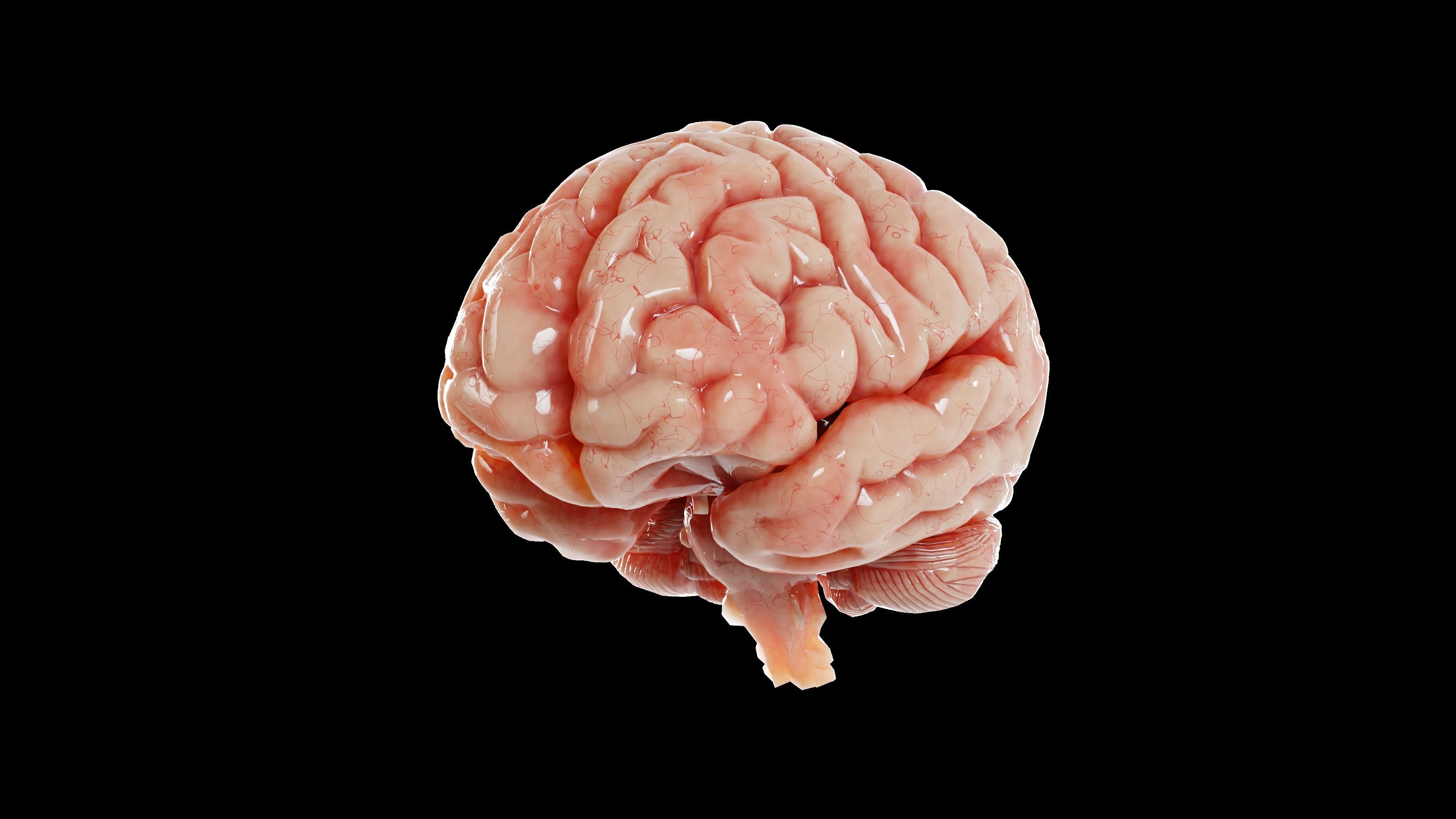 Miniatura 4 do modelo 3D Human Brain