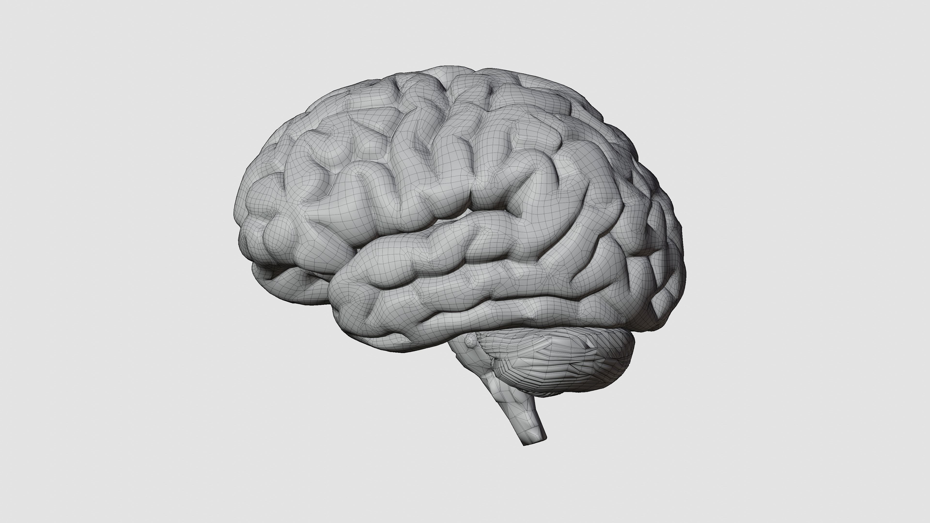 Miniatura 2 do modelo 3D Human Brain
