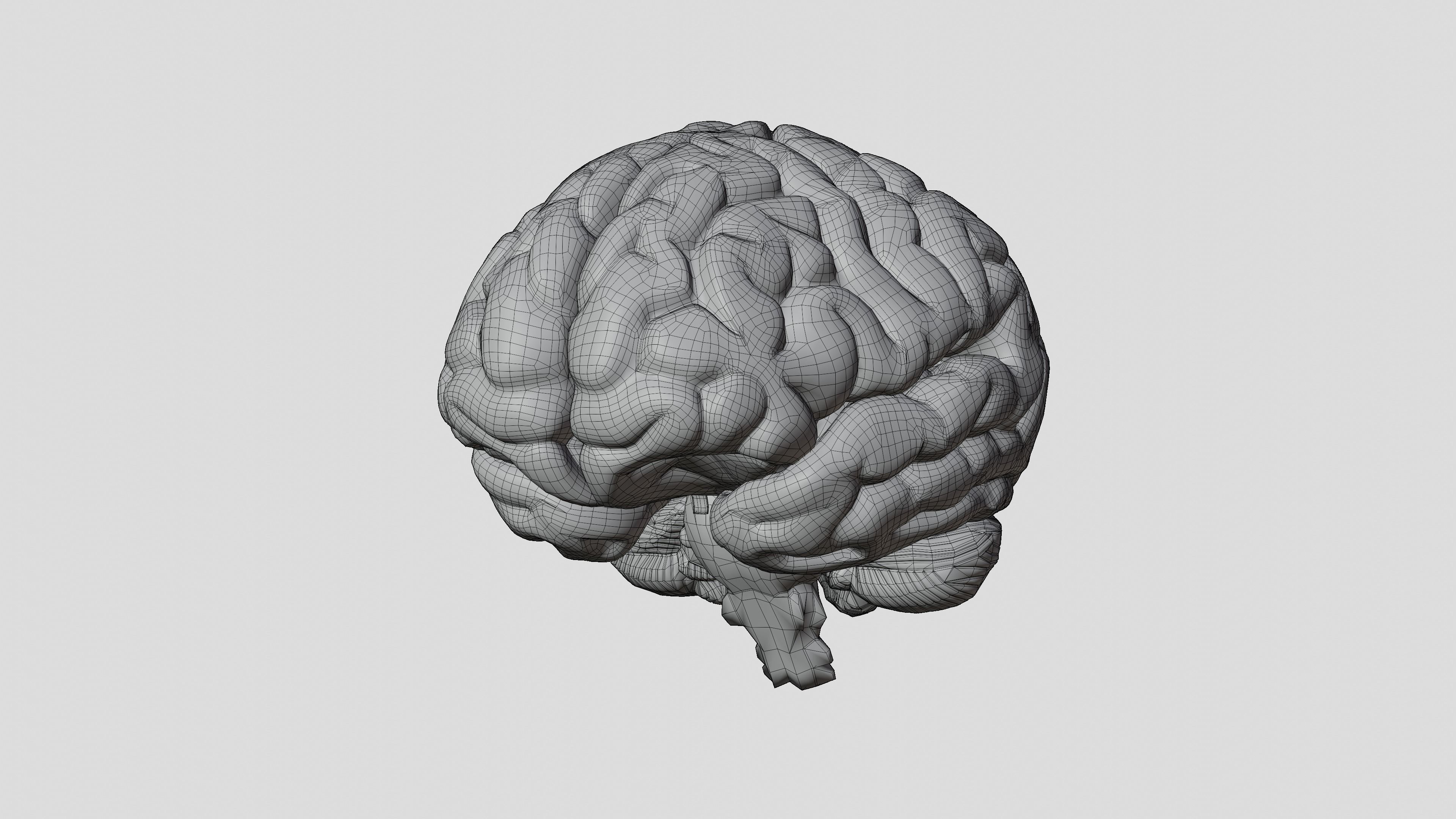 Human Brain