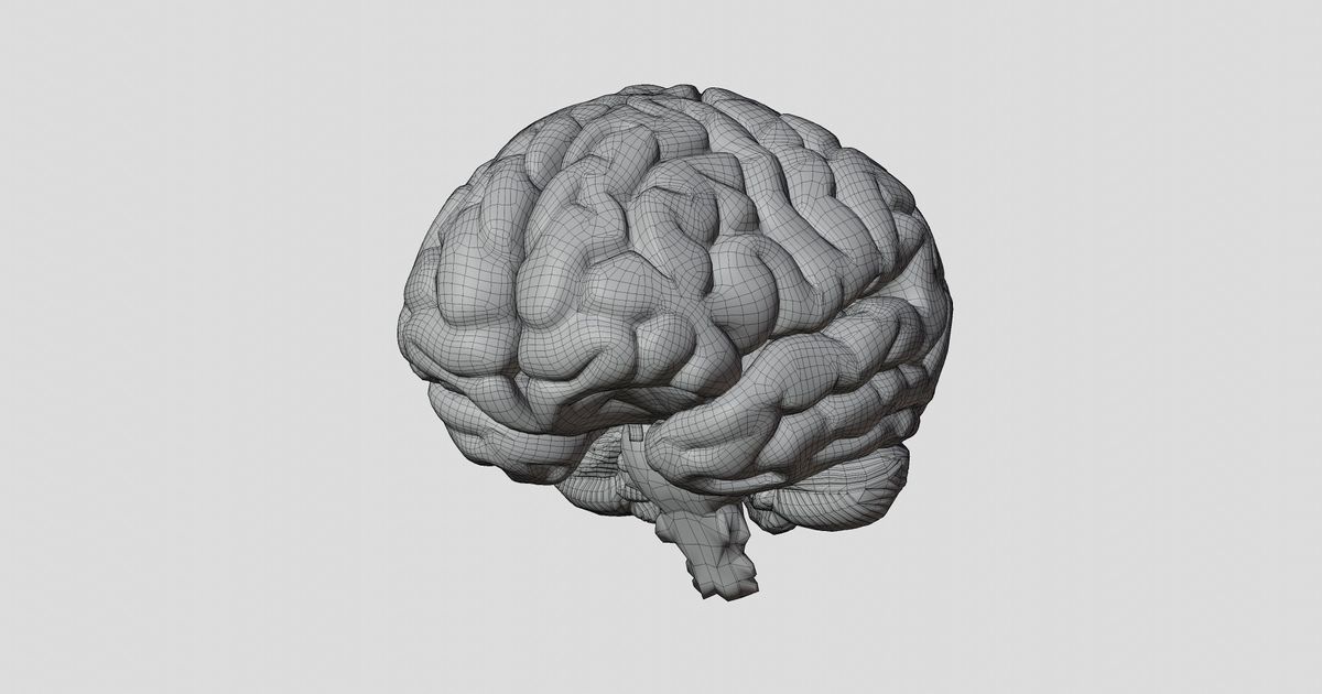 Human Brain by Matteo Pascale | Download free STL model | Printables.com for Free Printable Pictures Of The Human Brain