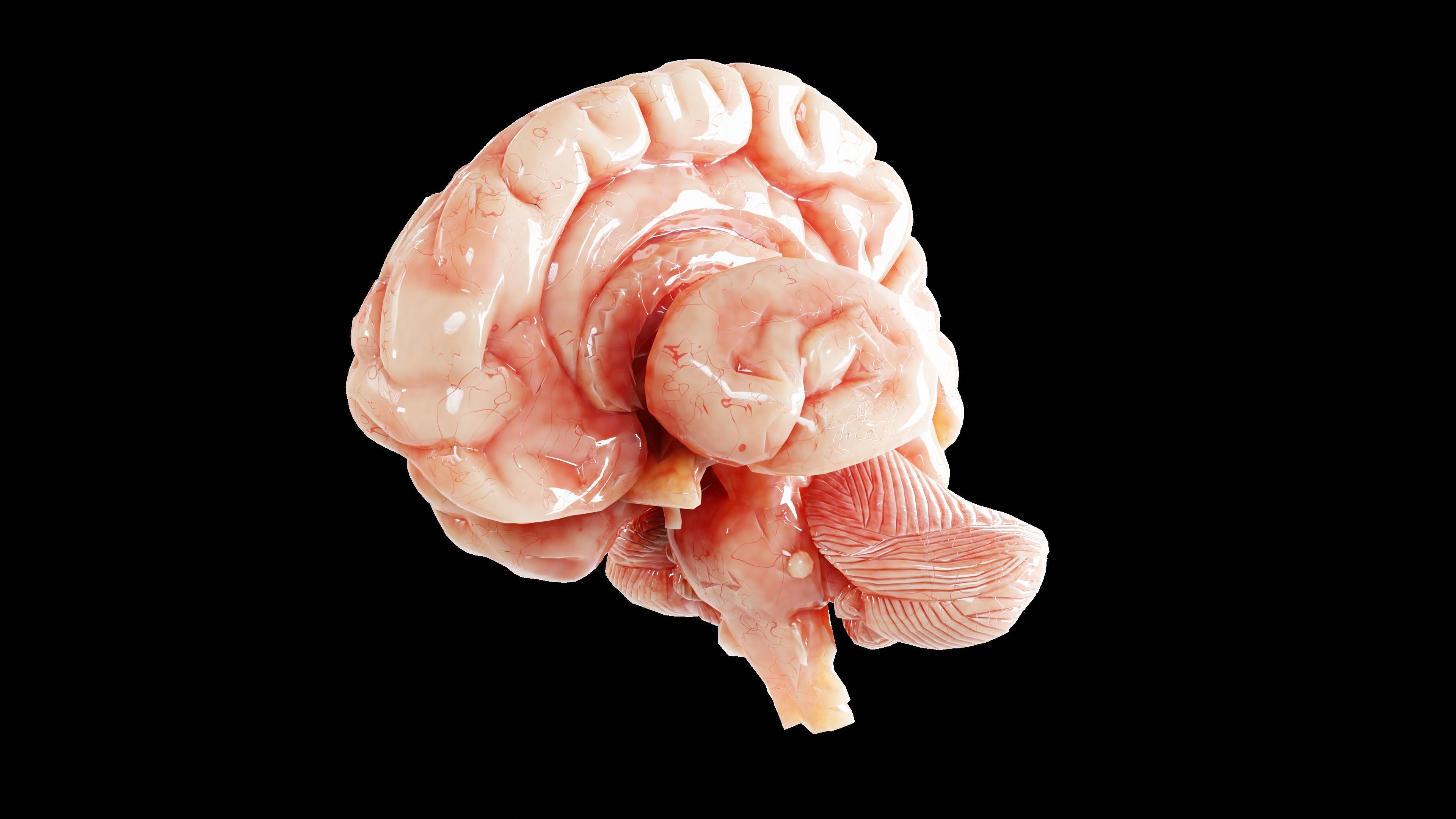 Miniatura 6 do modelo 3D Human Brain