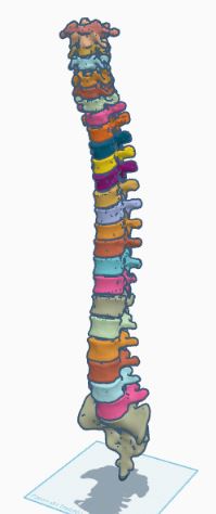 Columna Vertebral Completa