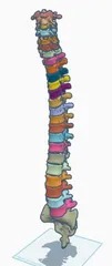Columna Vertebral Completa