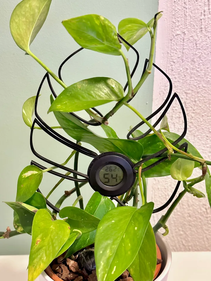 Plant climber leaf with circular hygrometer holder by Søren