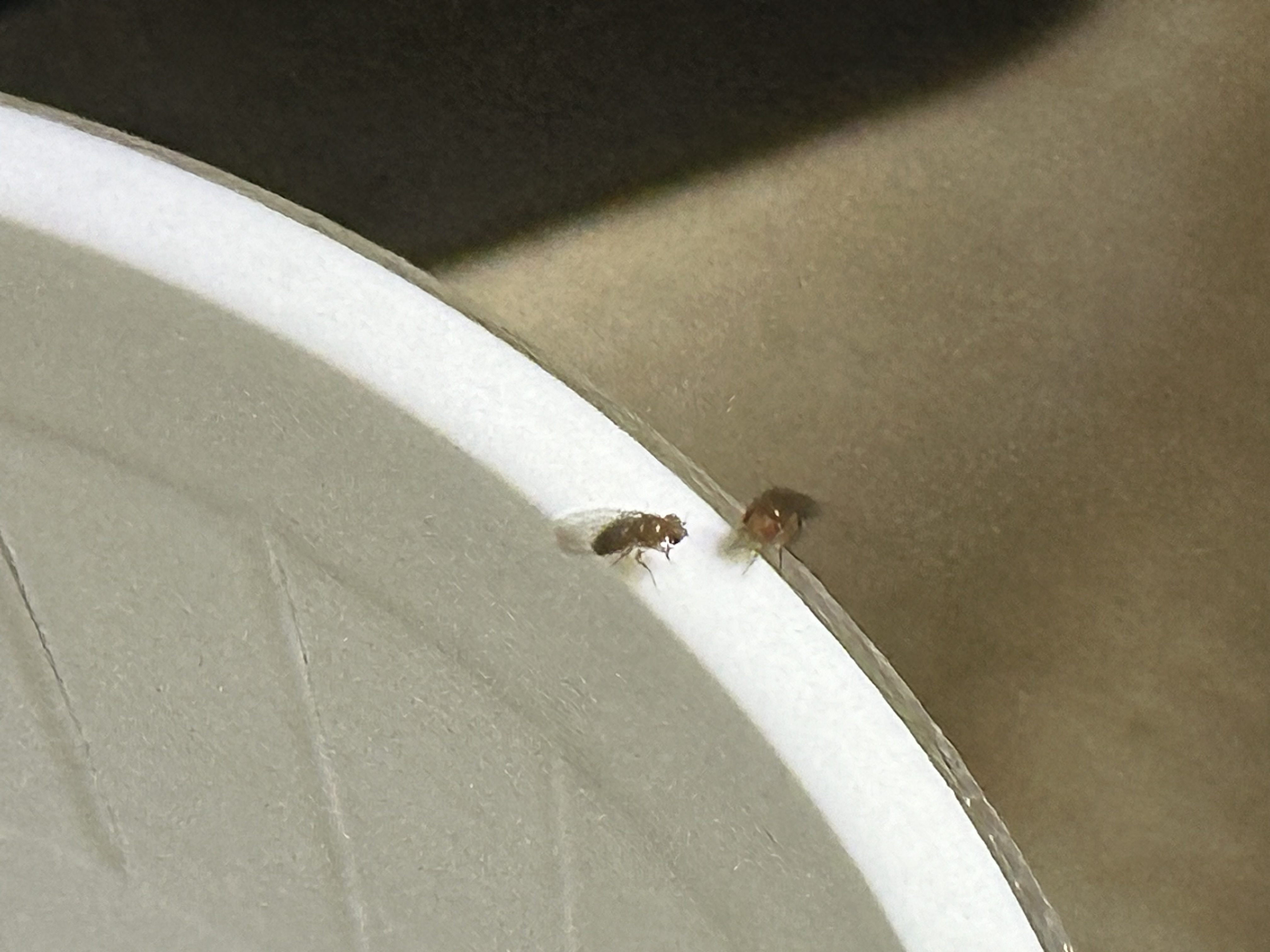Miniatura 8 do modelo 3D Efficient Fruit Fly Trap with Transparent PLA Components