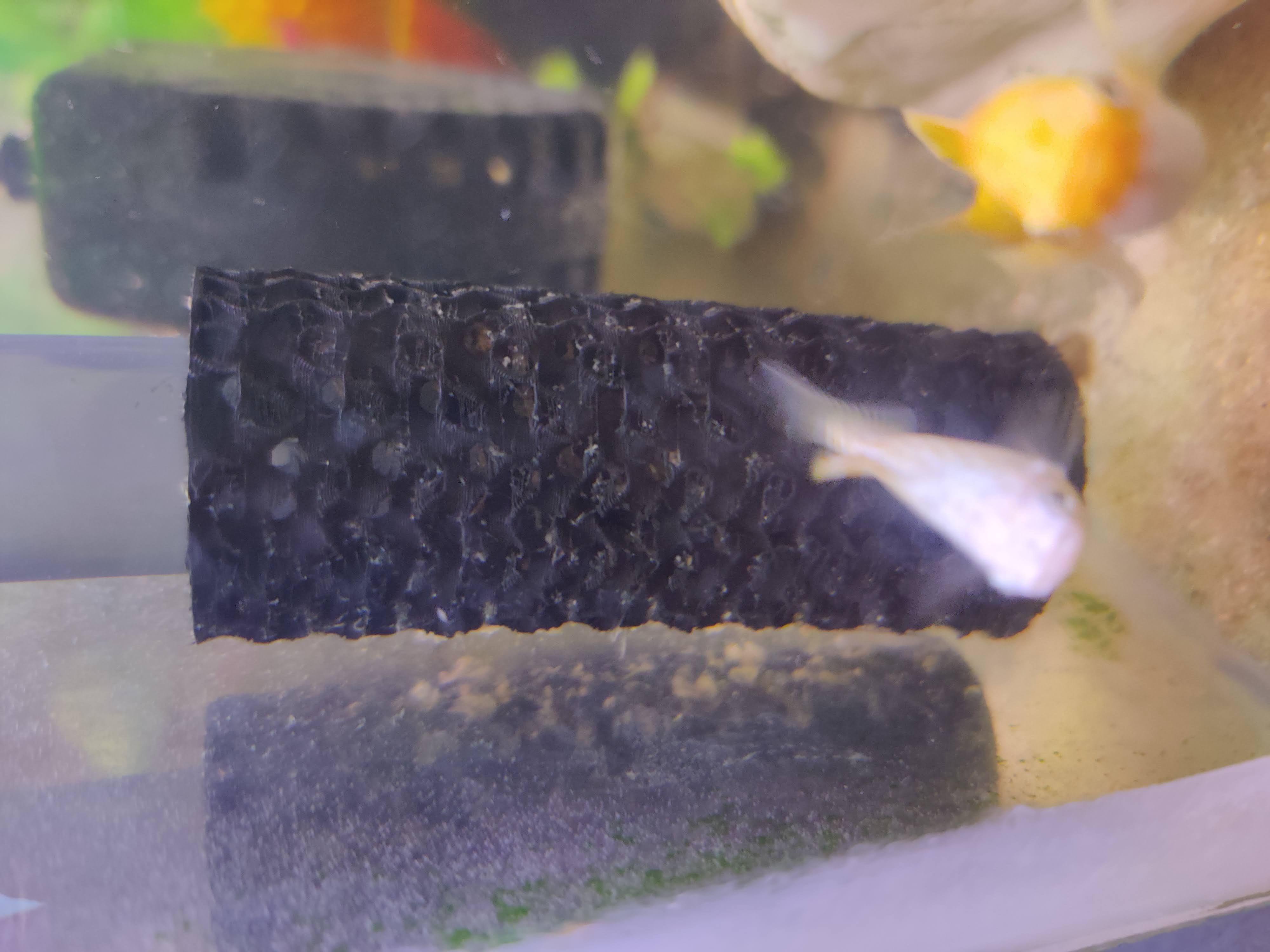 AquaClear Filter Intake guard by VicVL Download free STL model