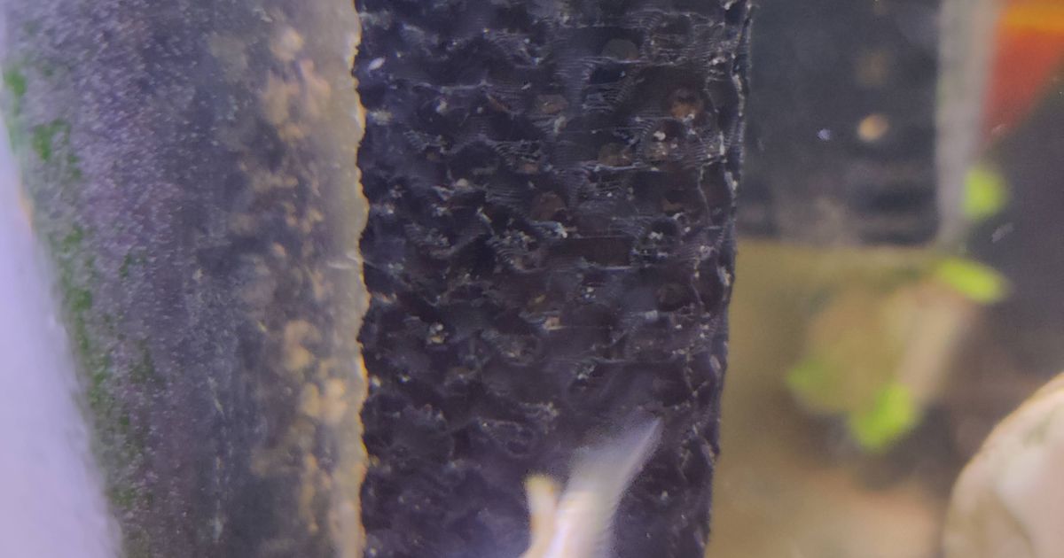 AquaClear Filter Intake guard by VicVL Download free STL model