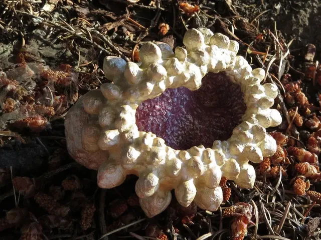SpikeClam - 3D fractal artifact
