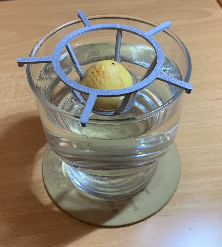 Avocado Germinator (with pegs) 3D model thumbnail