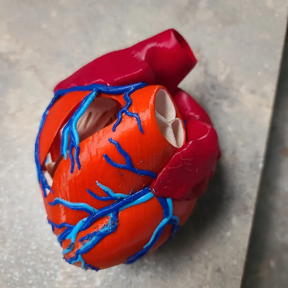 Anatomic Heart bambu version by SteveD | Download free STL