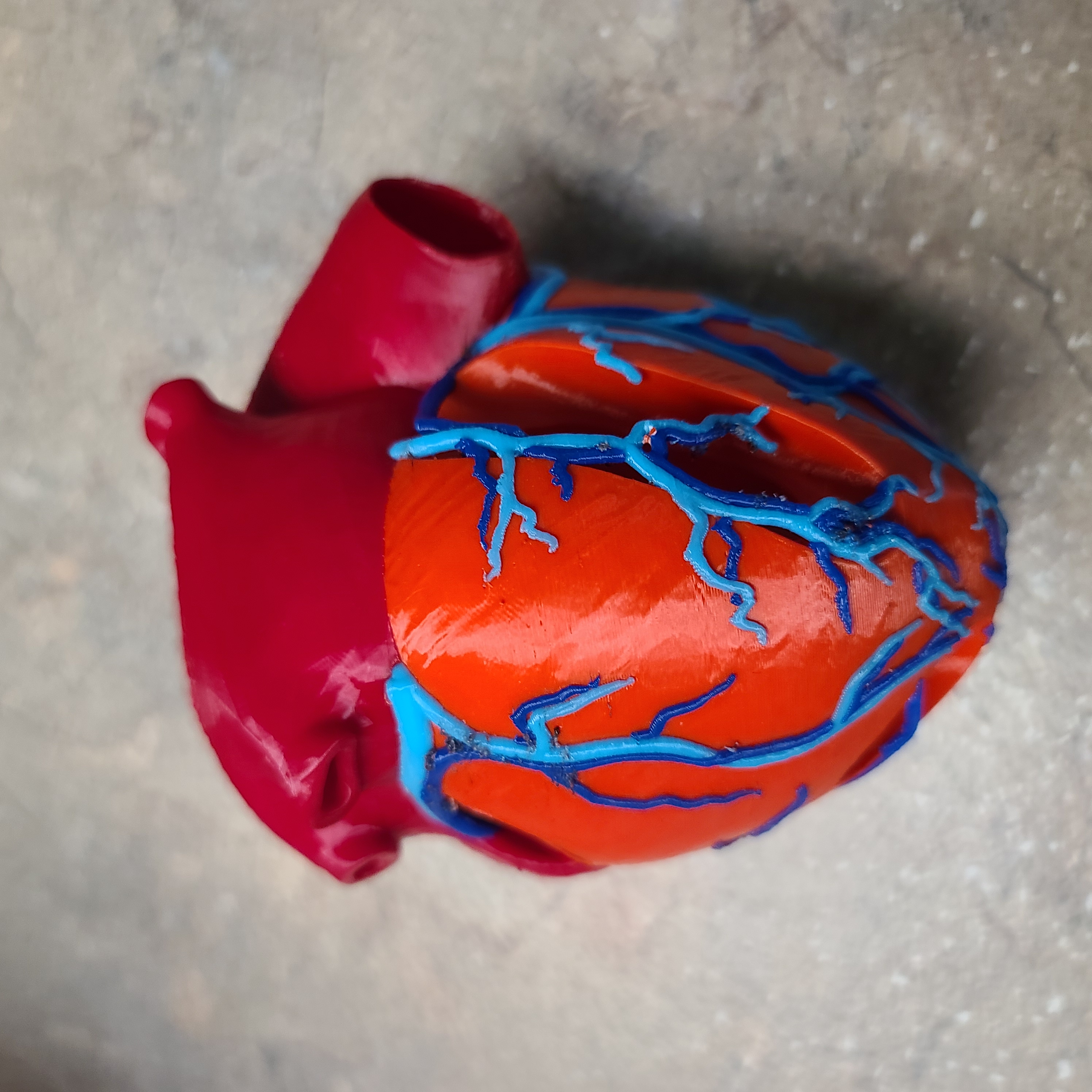 Anatomic Heart bambu version