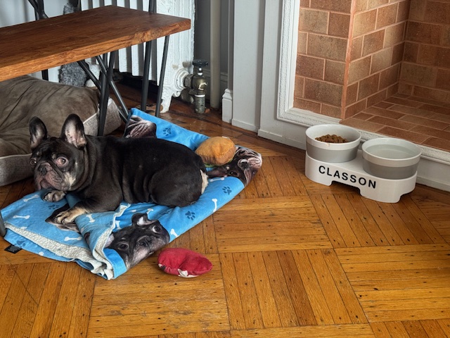 (XL) Double pet bowl riser — miniatura 3