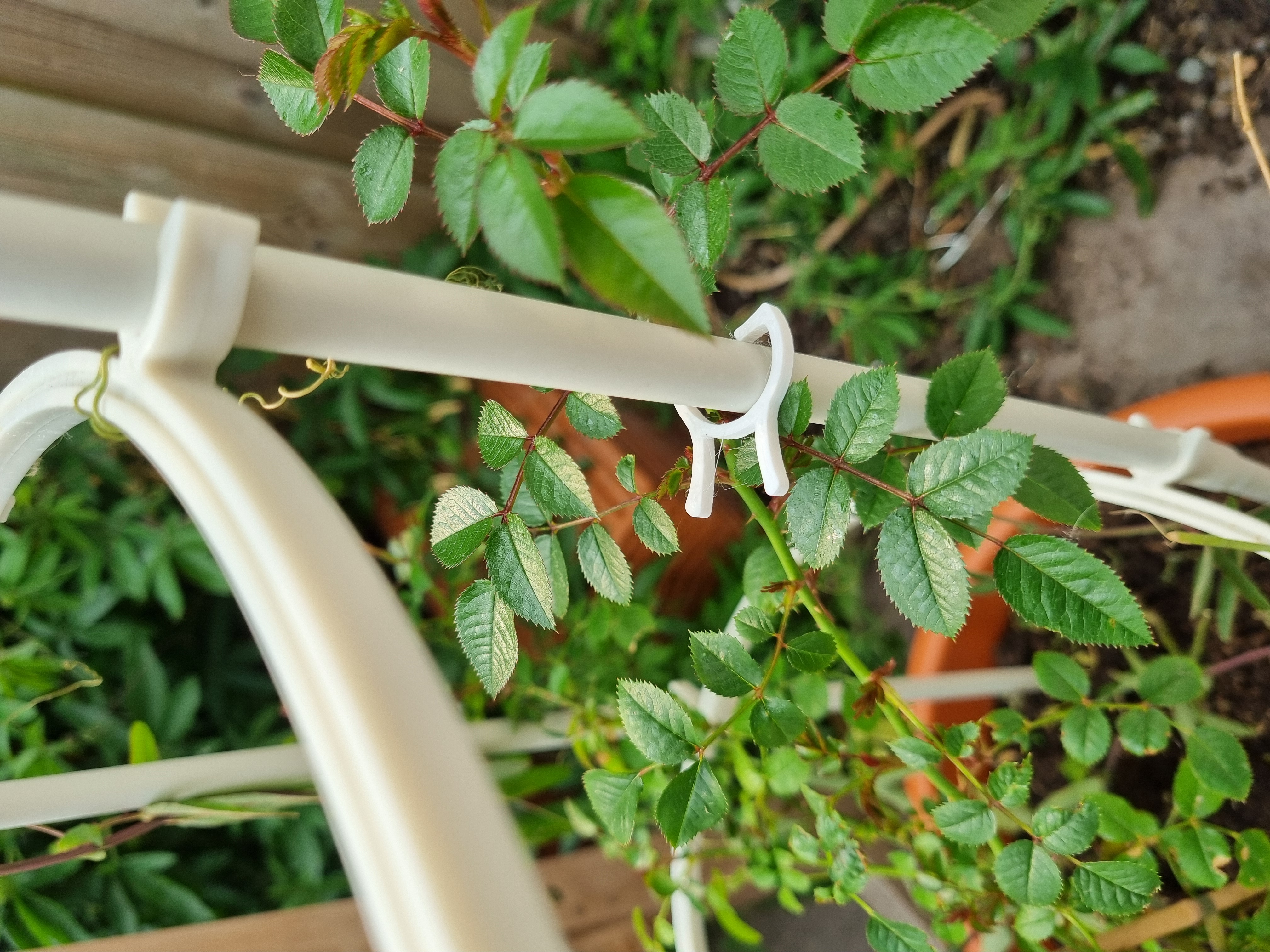 Plantclip — miniatura 2