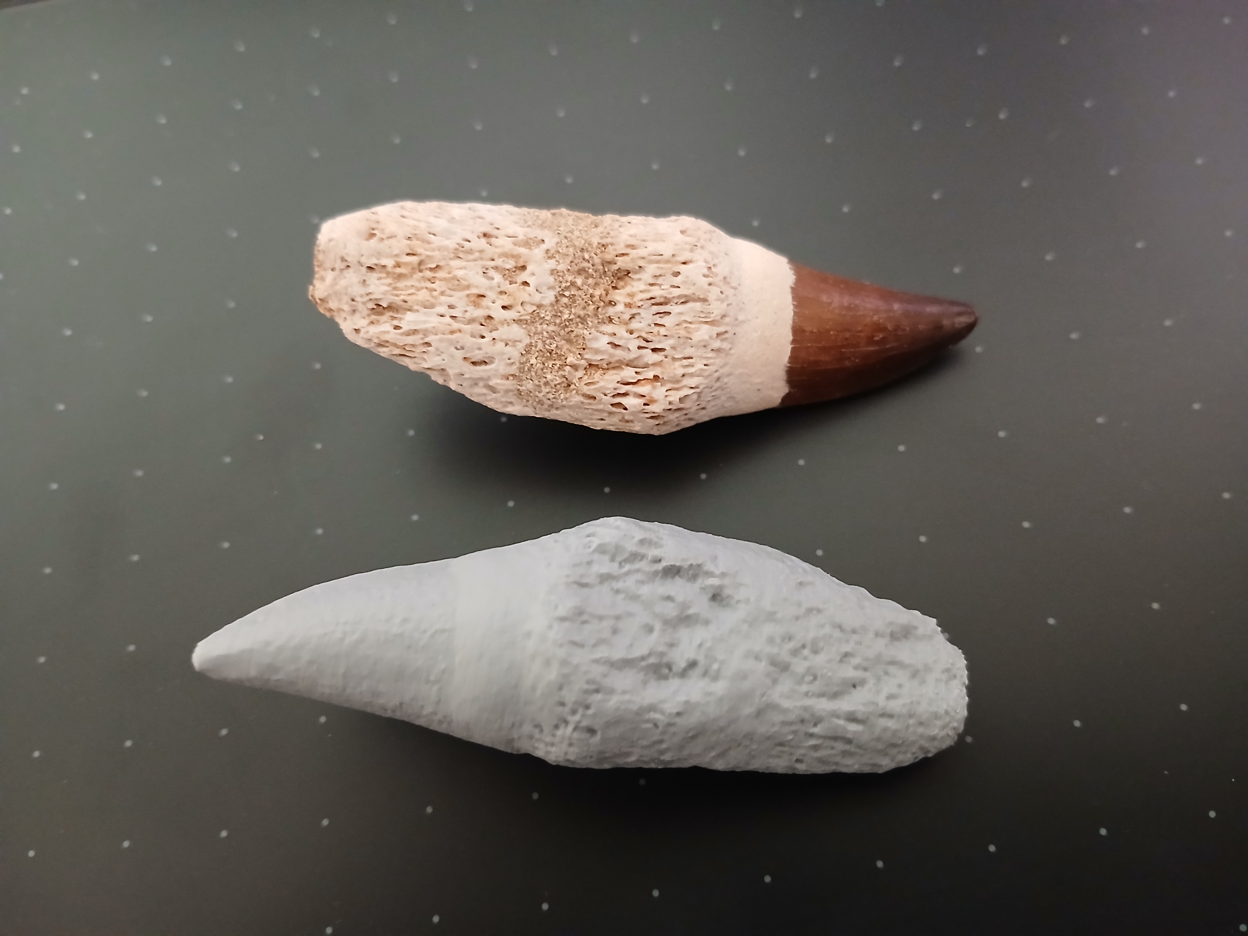 Miniatura 2 do modelo 3D Mosasaurus Tooth (3D Scan)