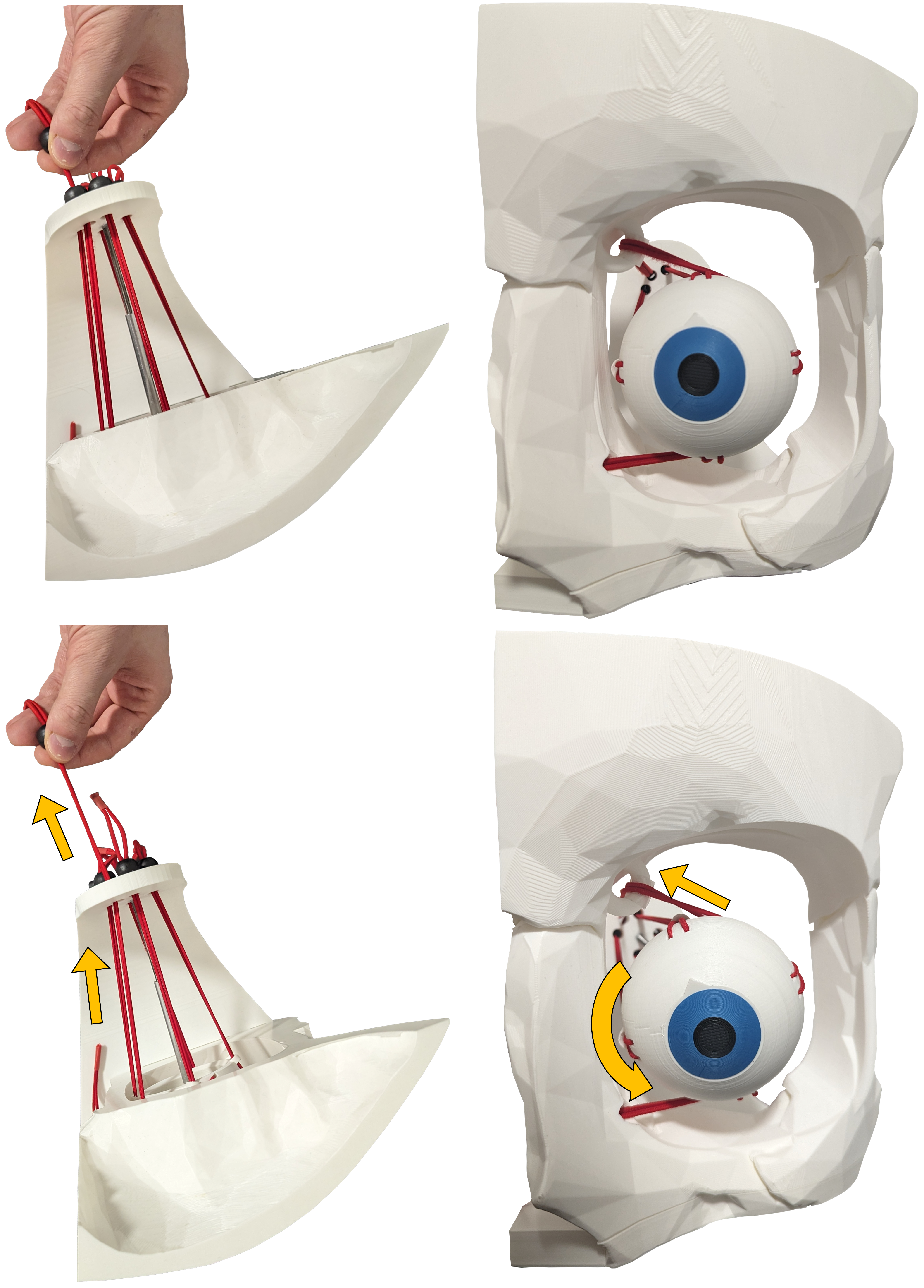 Dynamic Extraocular Muscle Simulator — thumbnail 3