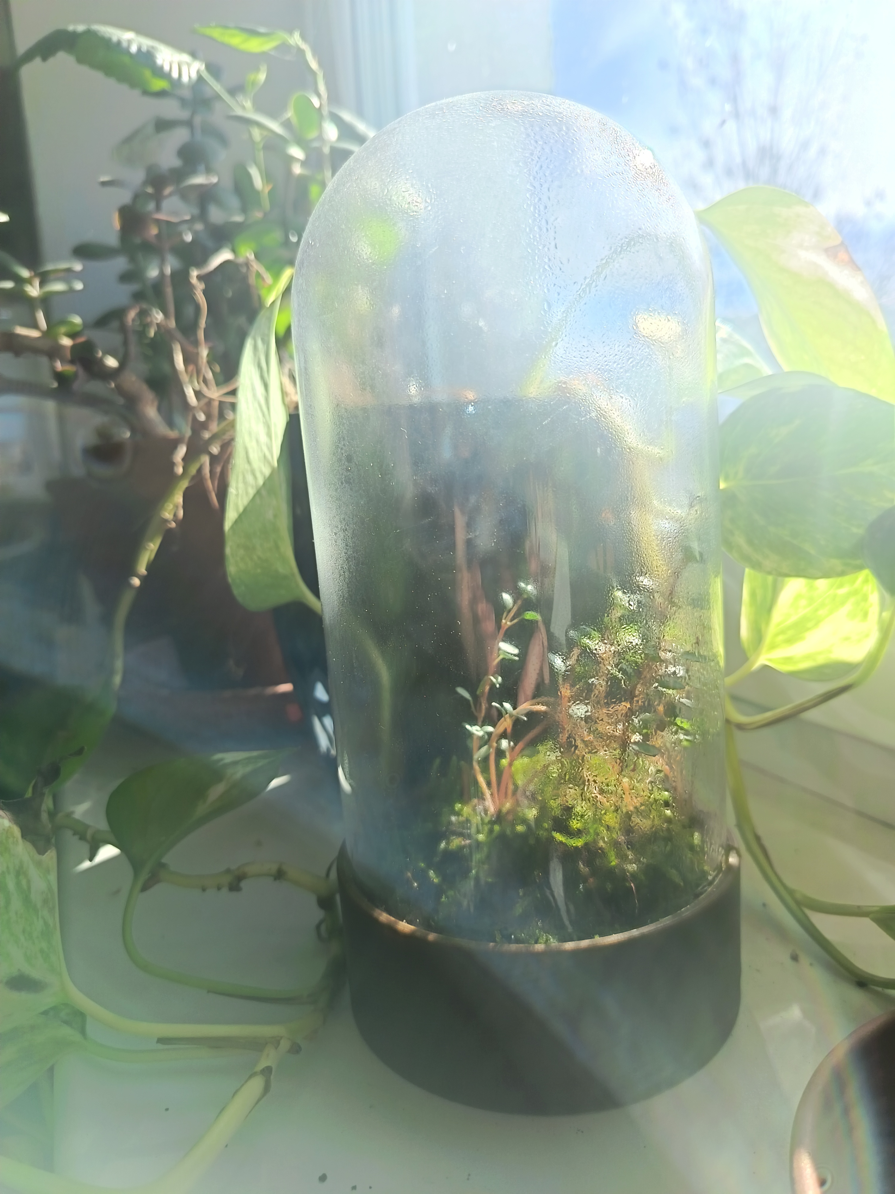 Terrarium bottom 3D model