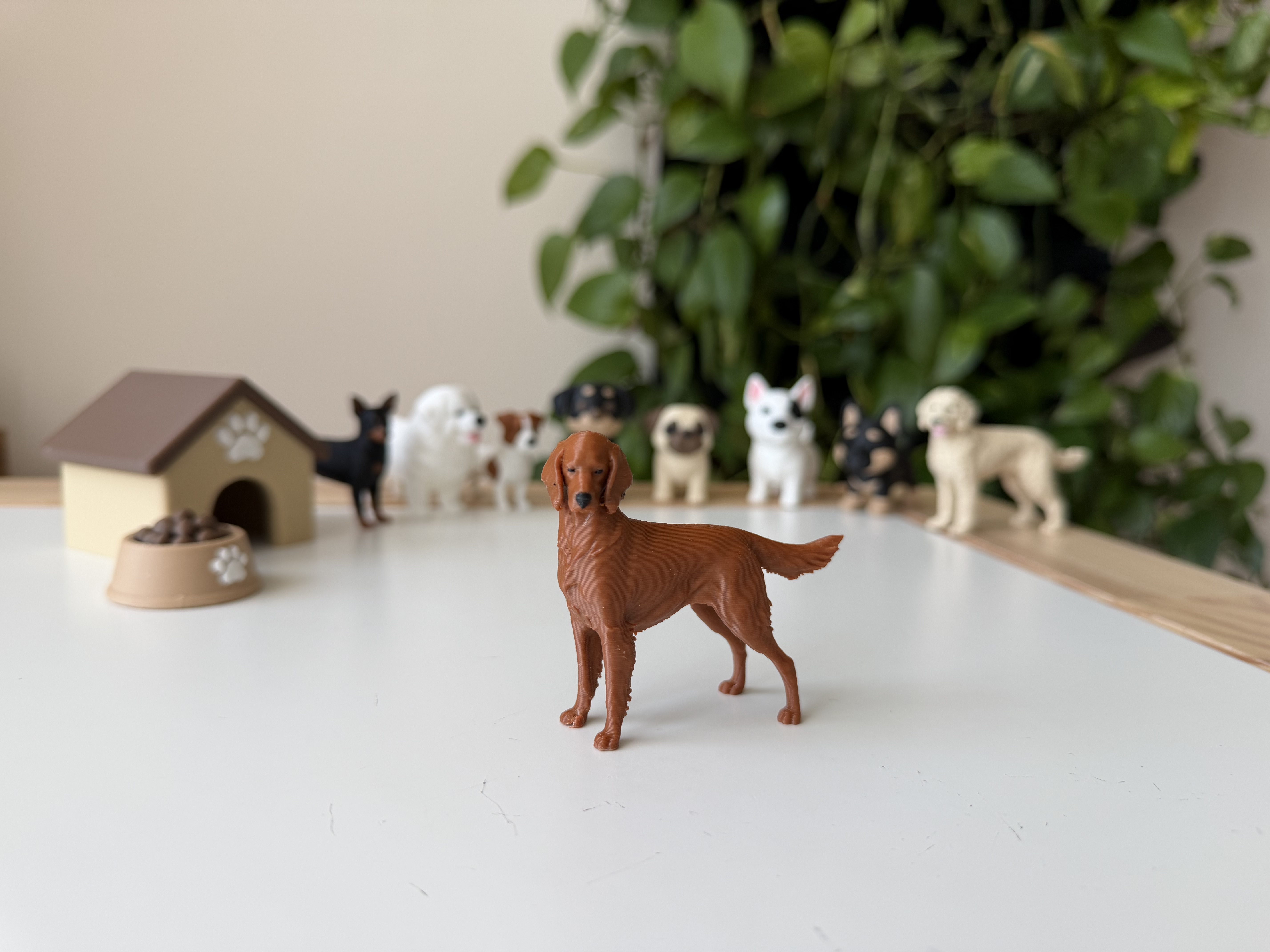 Irish Setter