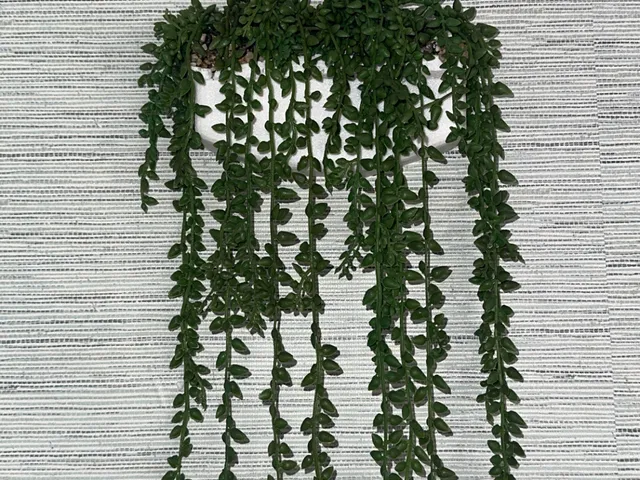Hanging Planter