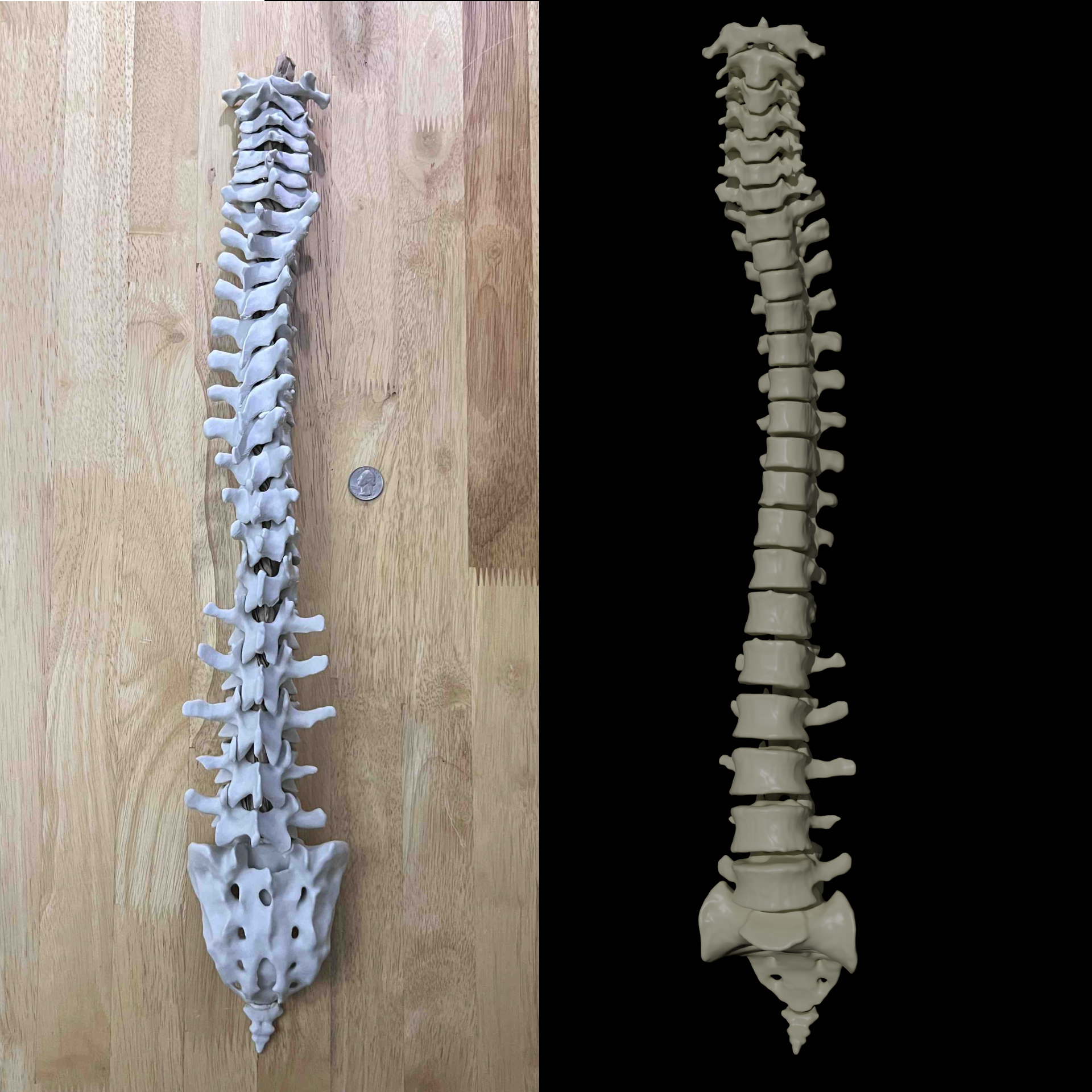 Human Vertebral Column