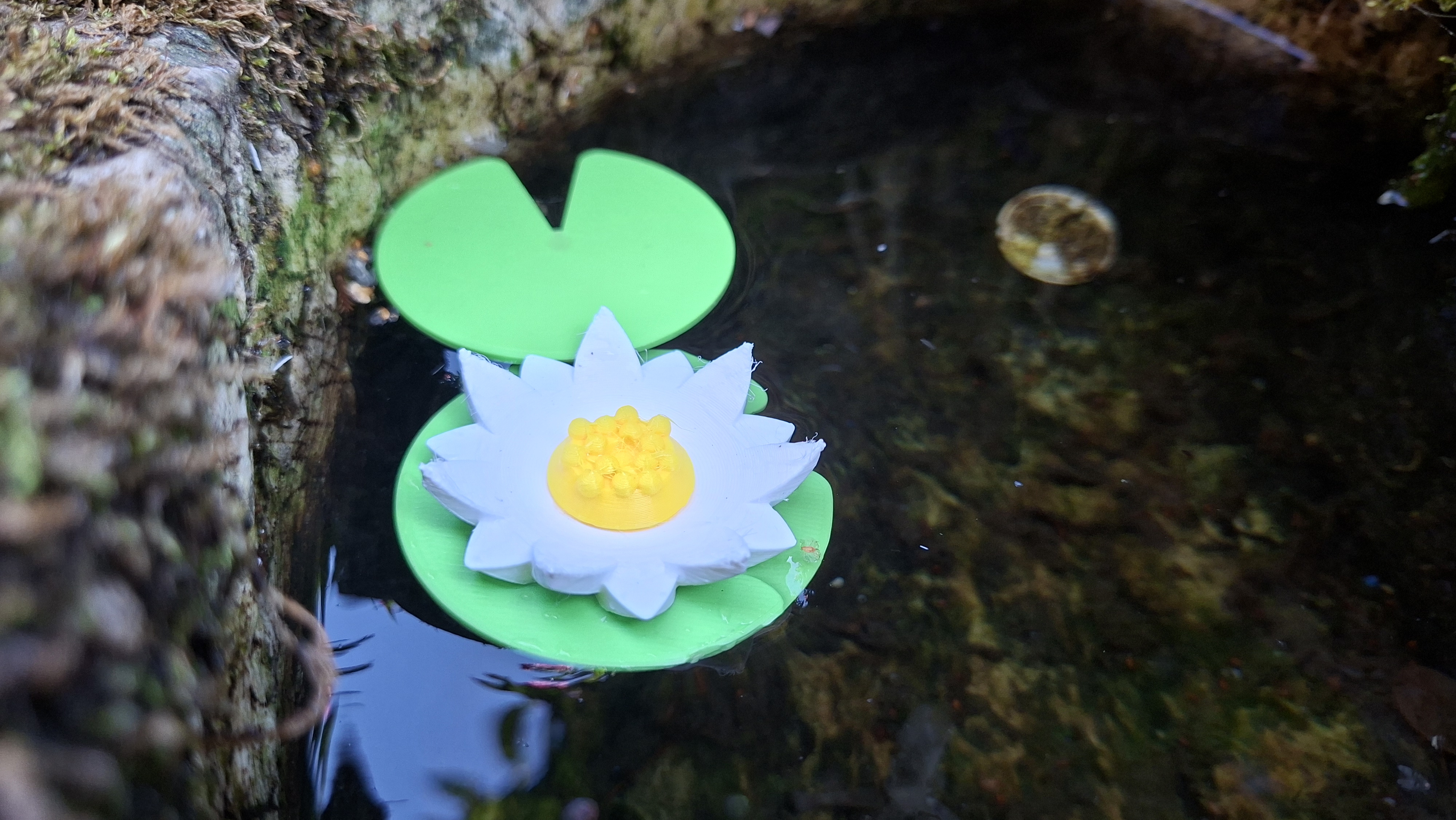 leknín (Water lily)