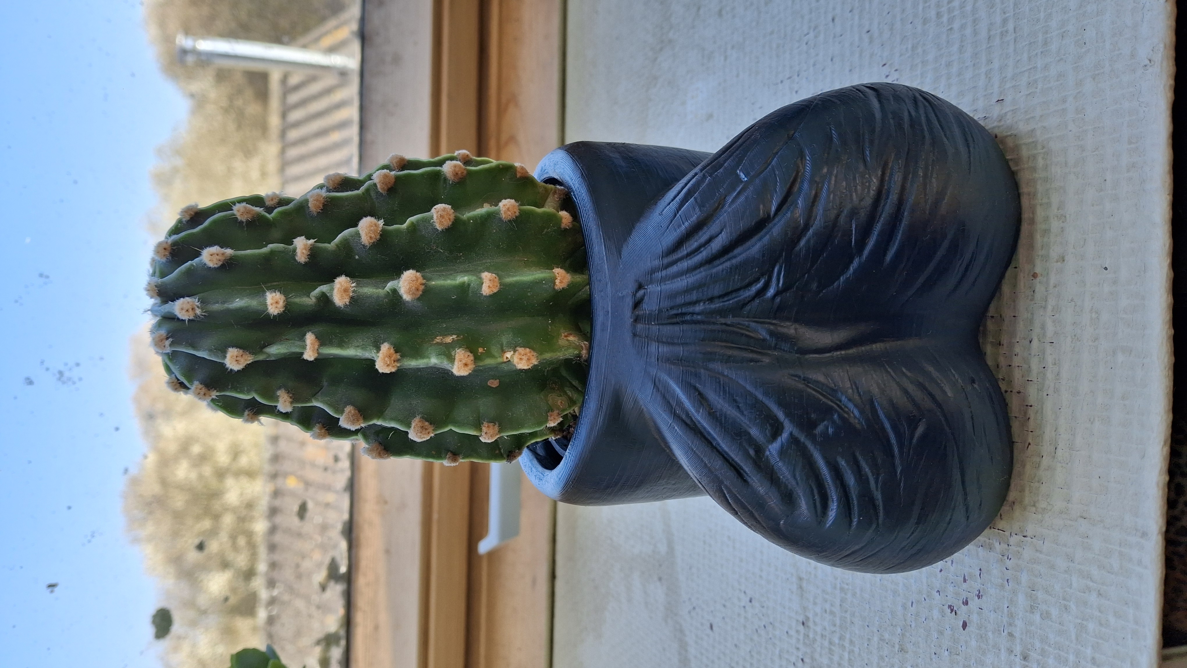 Ball sack cactus pot