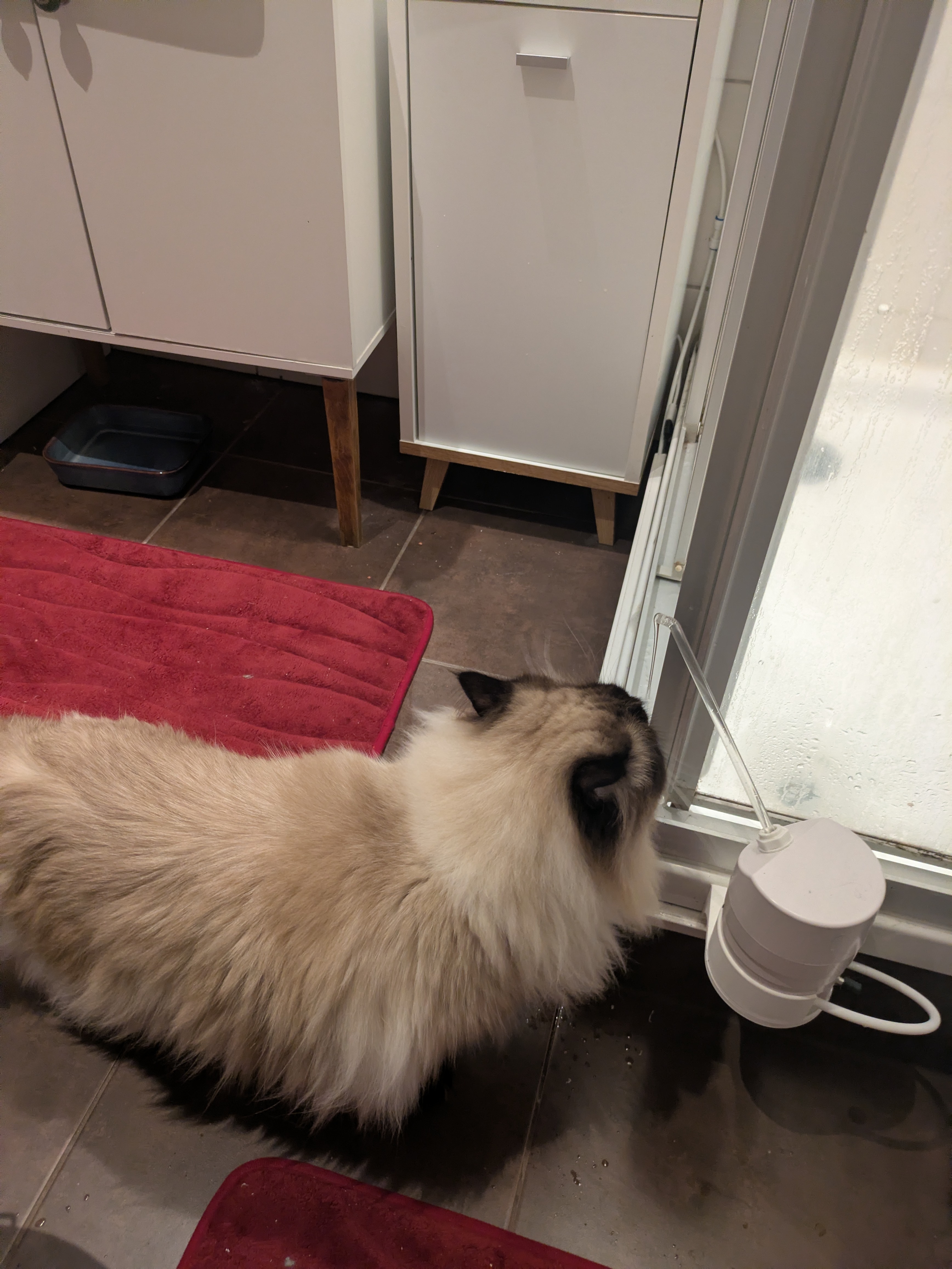 Aquapurr 4 Cat fountain shower mount